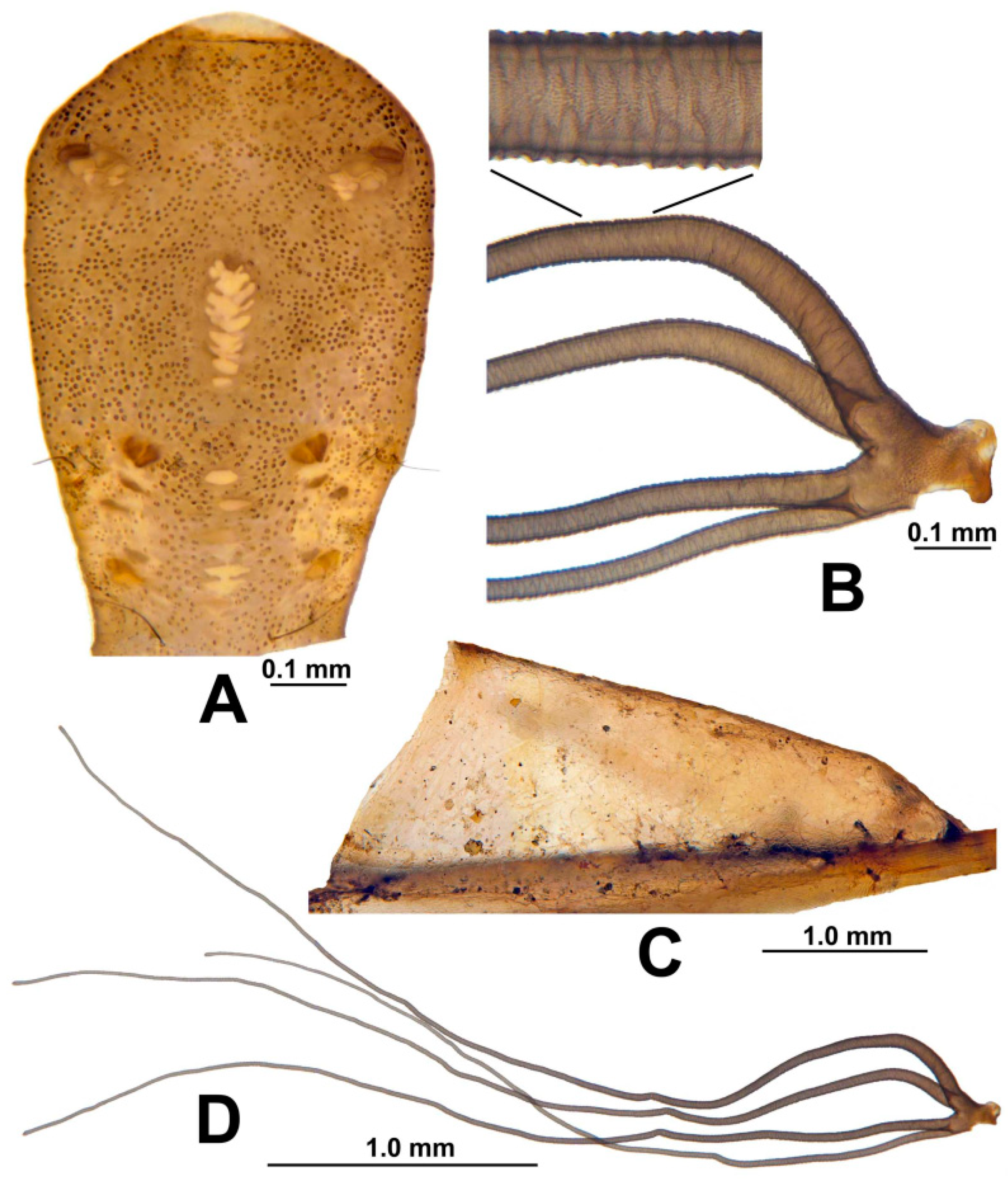 Insects 13 00903 g010 Insects 13 00903 g010