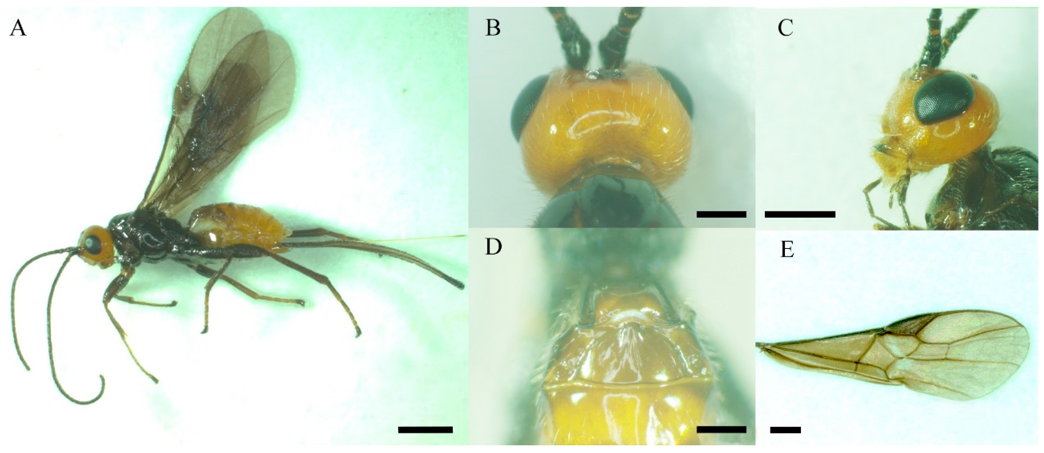 Functional Morphology of the Antennae and Sensilla of