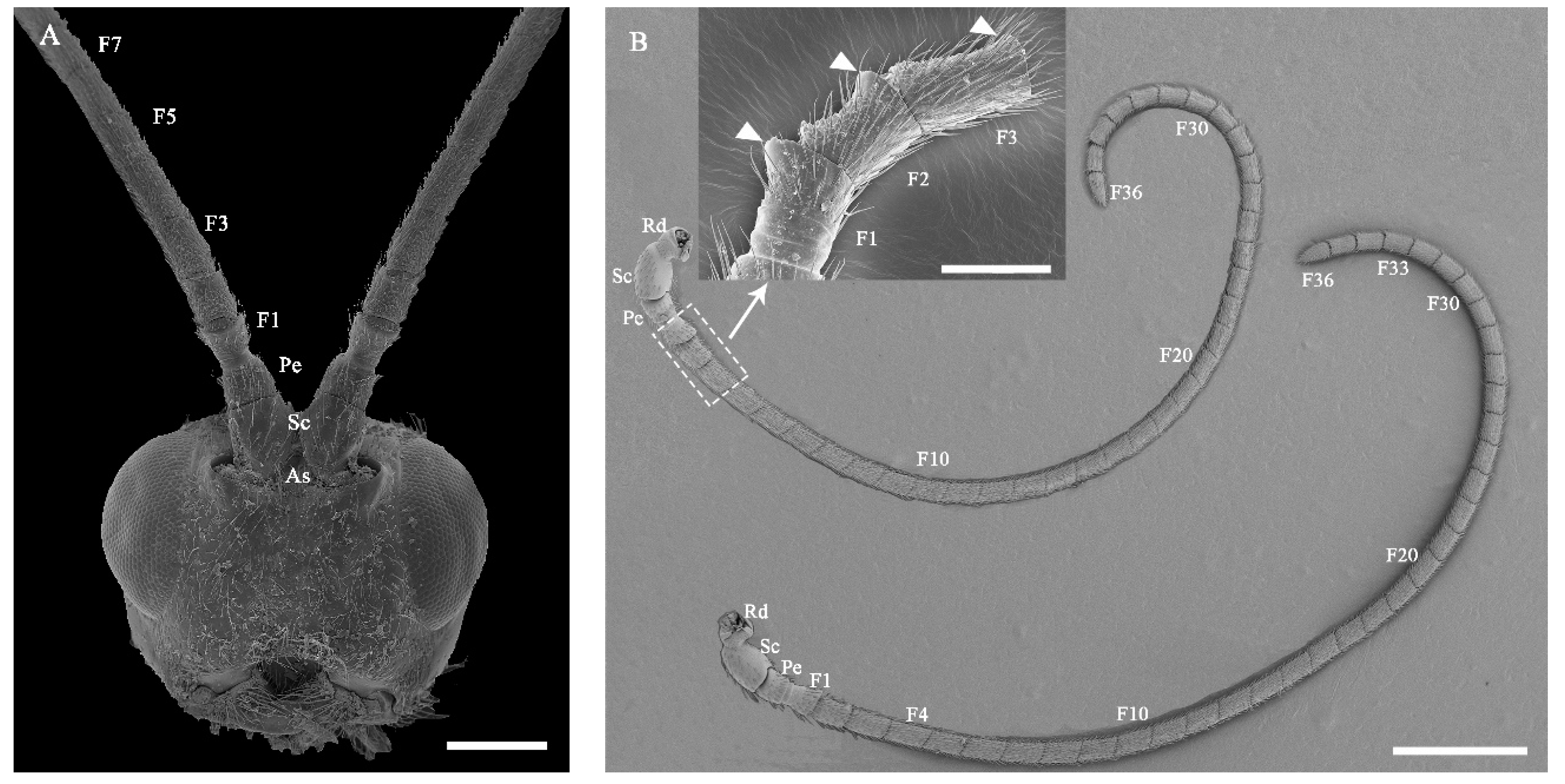 Insects 13 00907 g002 Insects 13 00907 g002