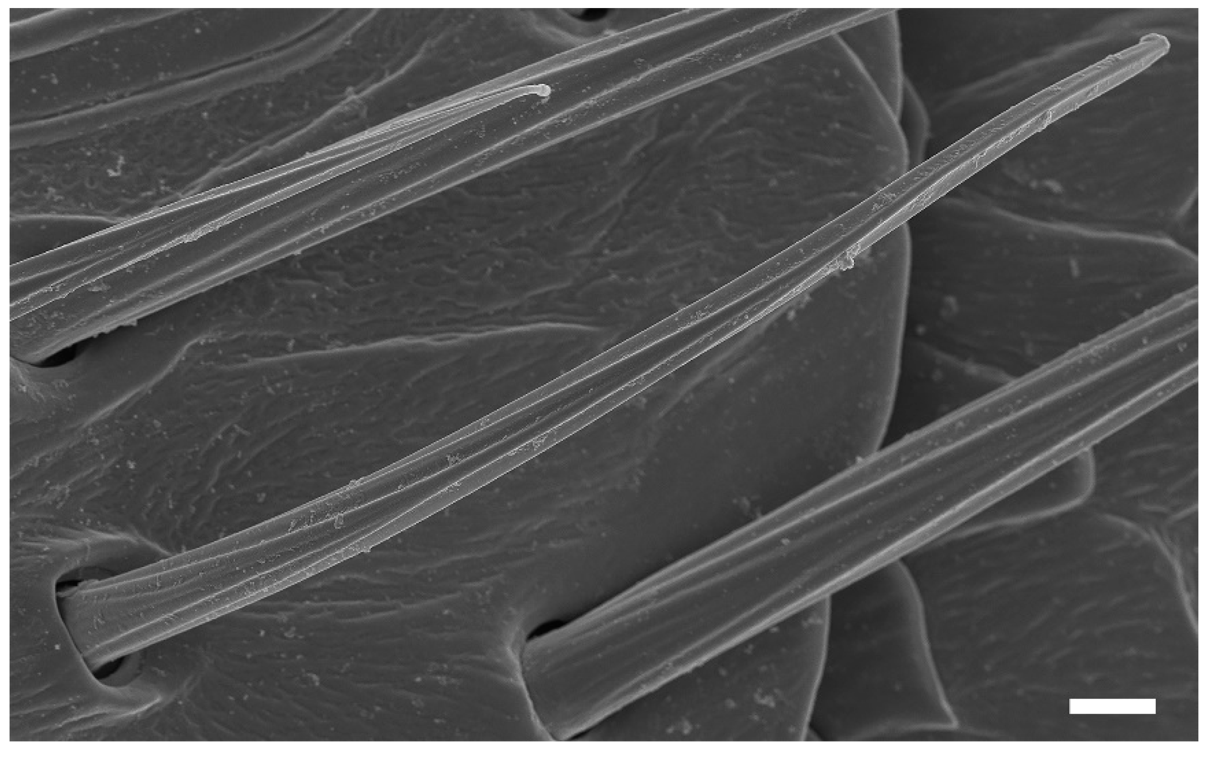 Insects 13 00907 g005 Insects 13 00907 g005