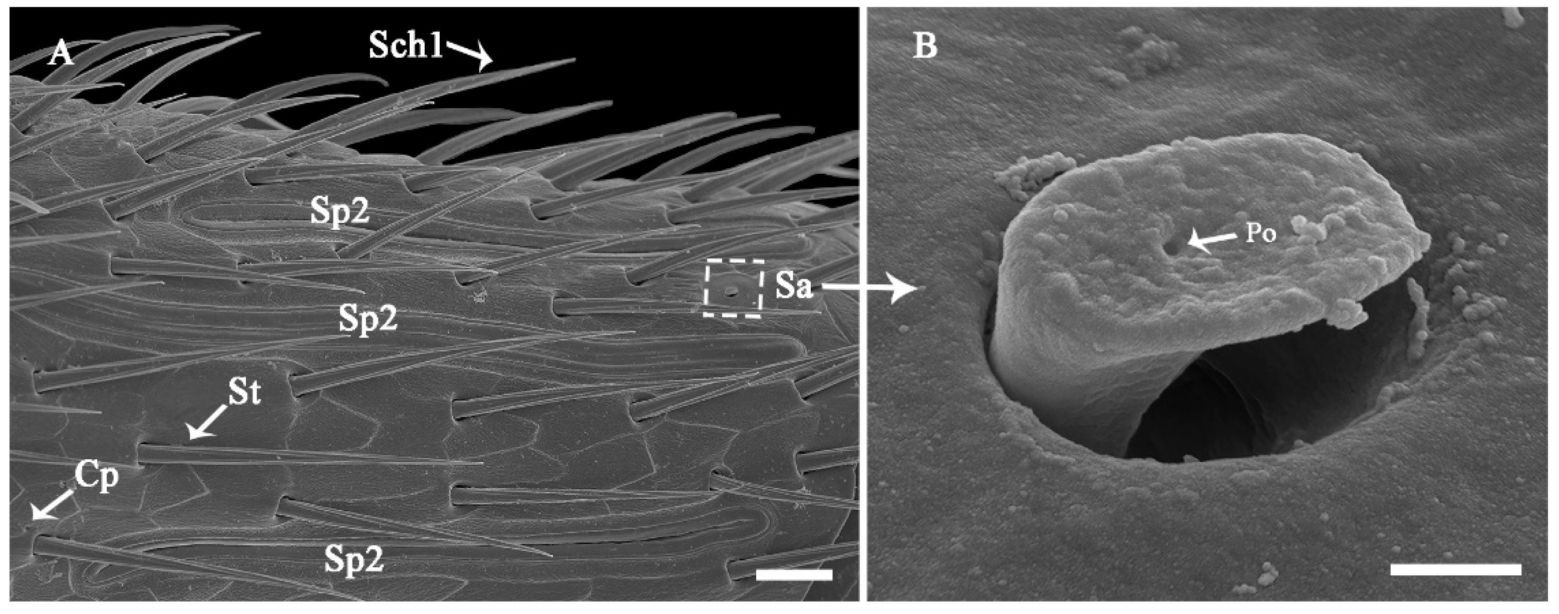 Insects 13 00907 g010 Insects 13 00907 g010