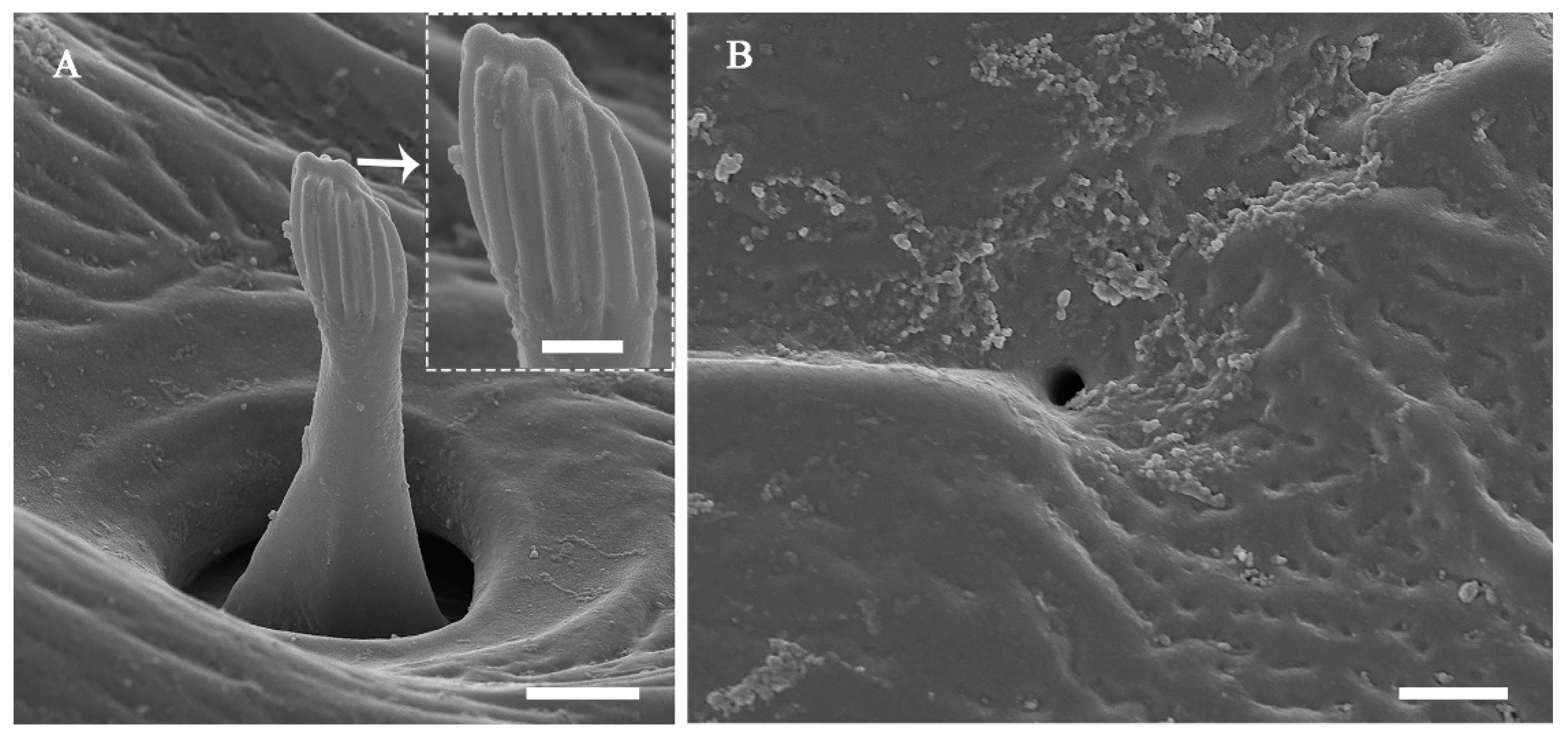 Insects 13 00907 g012 Insects 13 00907 g012