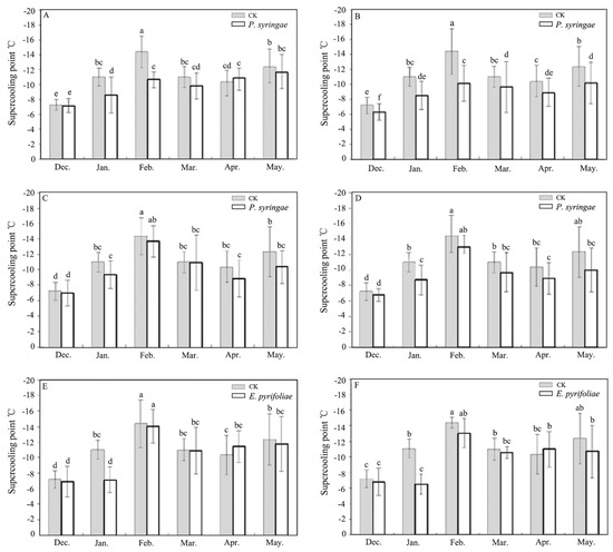 The Effect of Ice-Nucleation-Active Bacteria on Metabolic