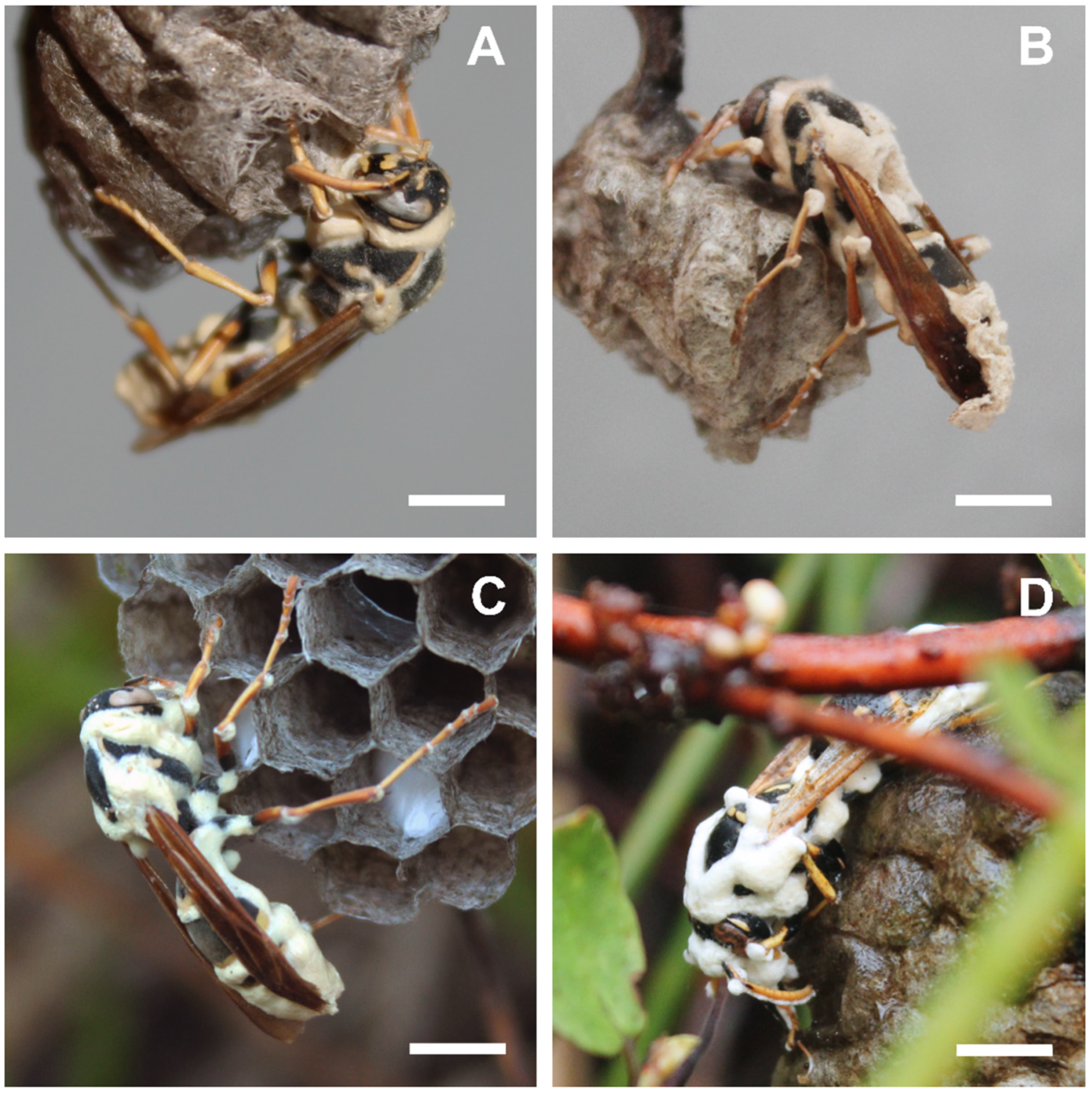 Insects 13 00922 g001 Insects 13 00922 g001