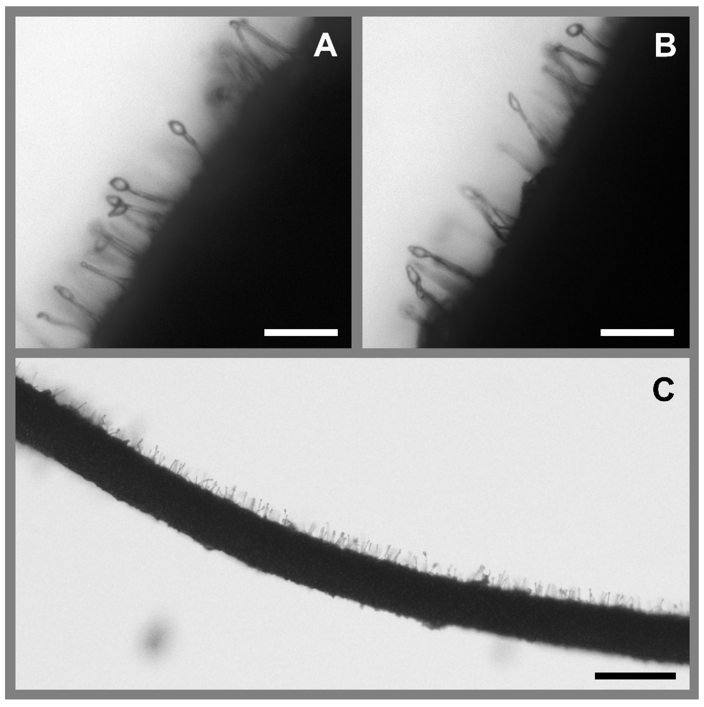 Insects 13 00922 g005 Insects 13 00922 g005