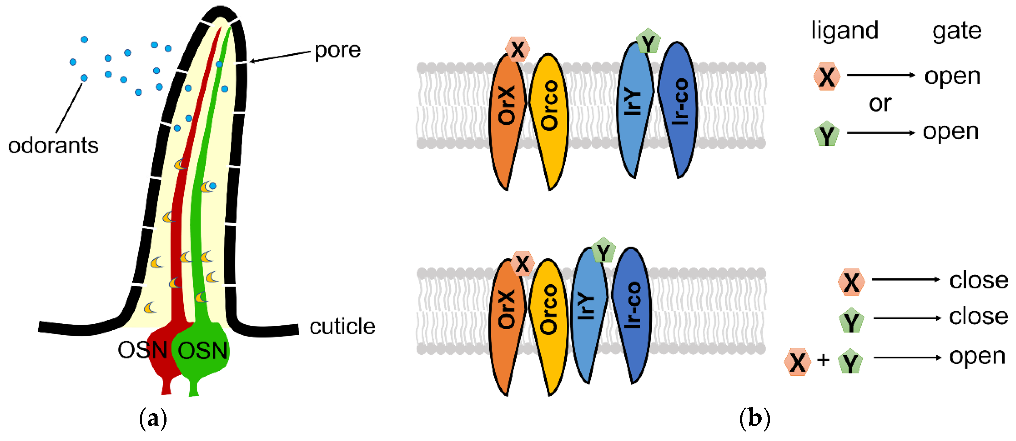 Insects 13 00926 g001 Insects 13 00926 g001