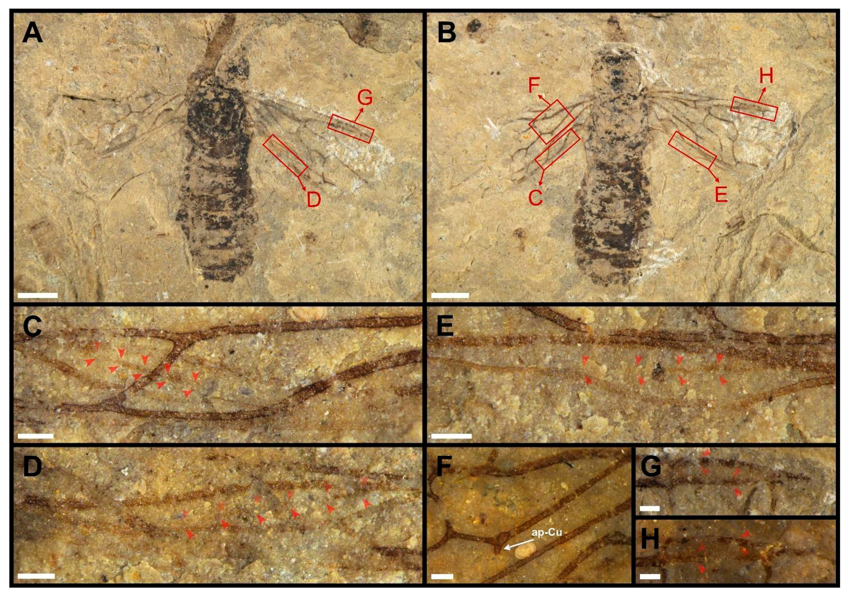 Insects 13 00947 g003 Insects 13 00947 g003