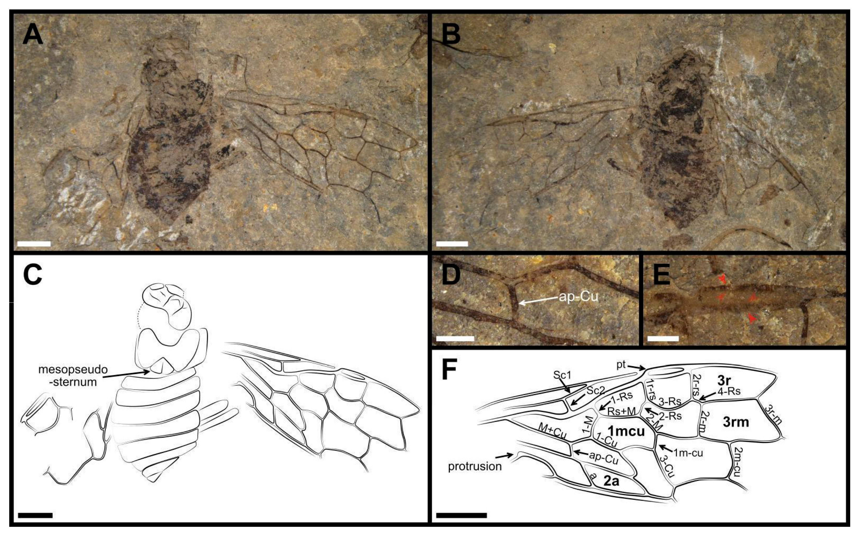 Insects 13 00947 g004 Insects 13 00947 g004