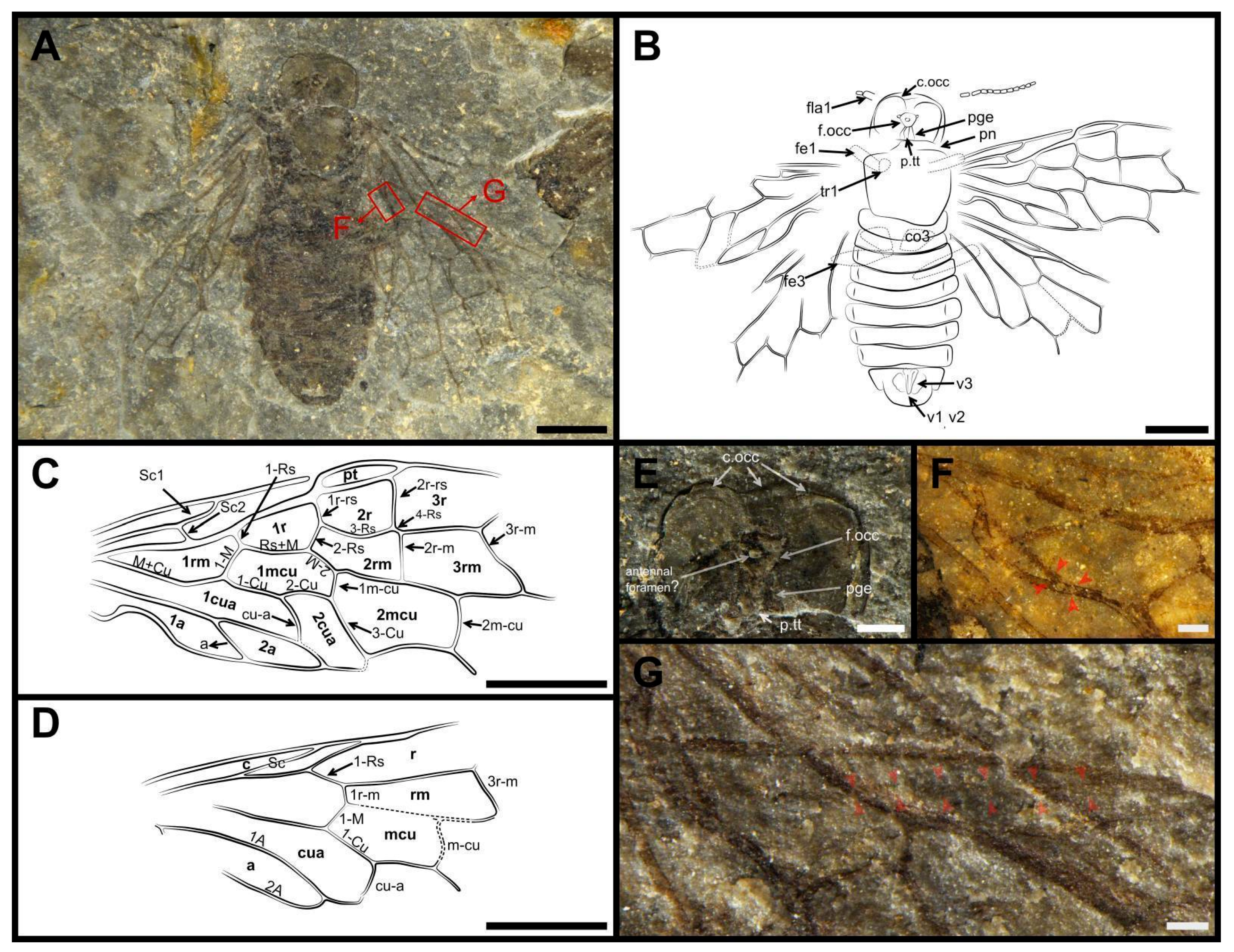 Insects 13 00947 g005 Insects 13 00947 g005