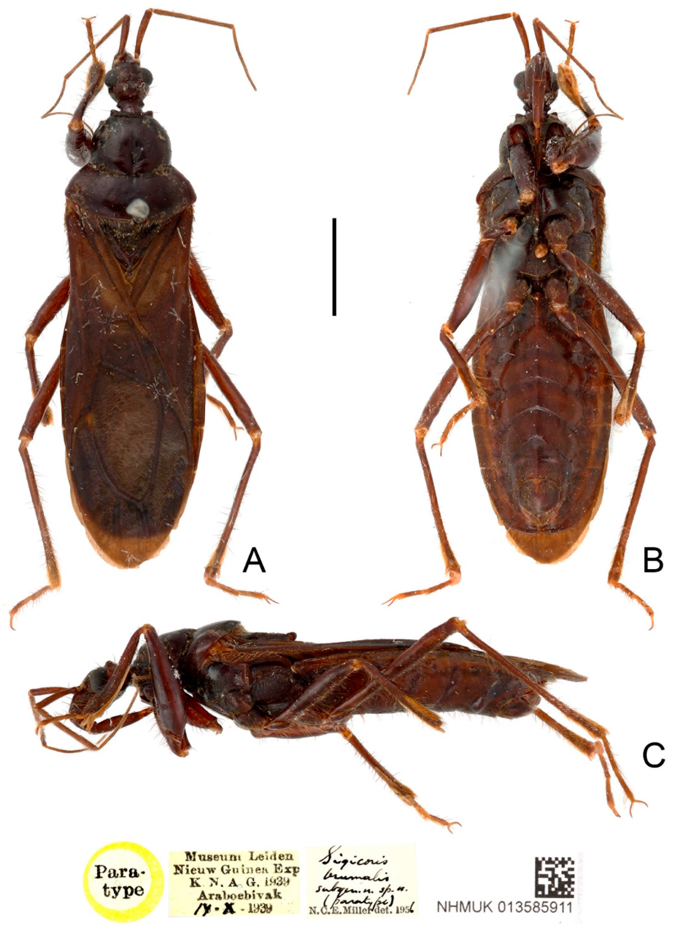 Insects 13 00951 g002