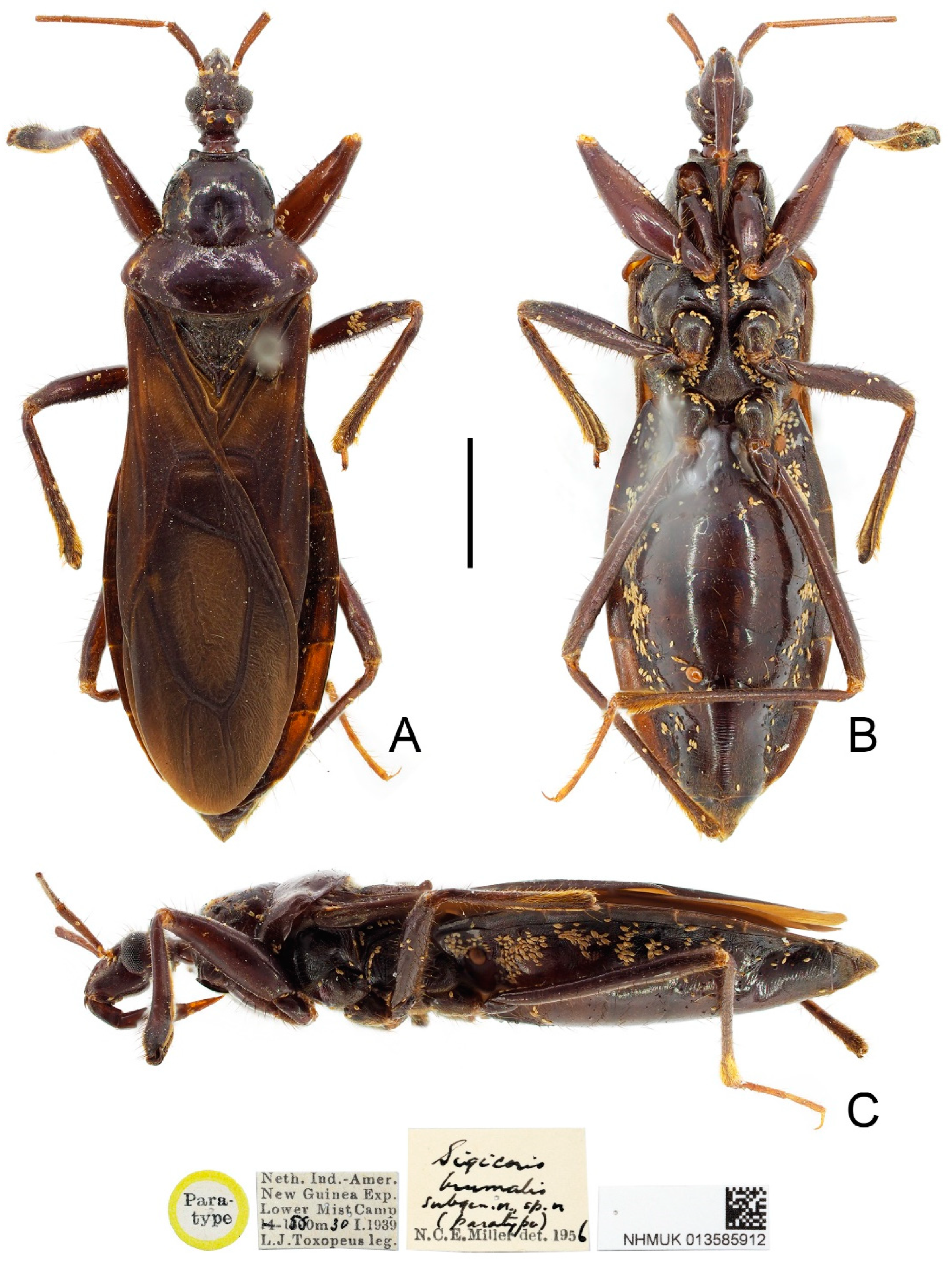 Insects 13 00951 g003