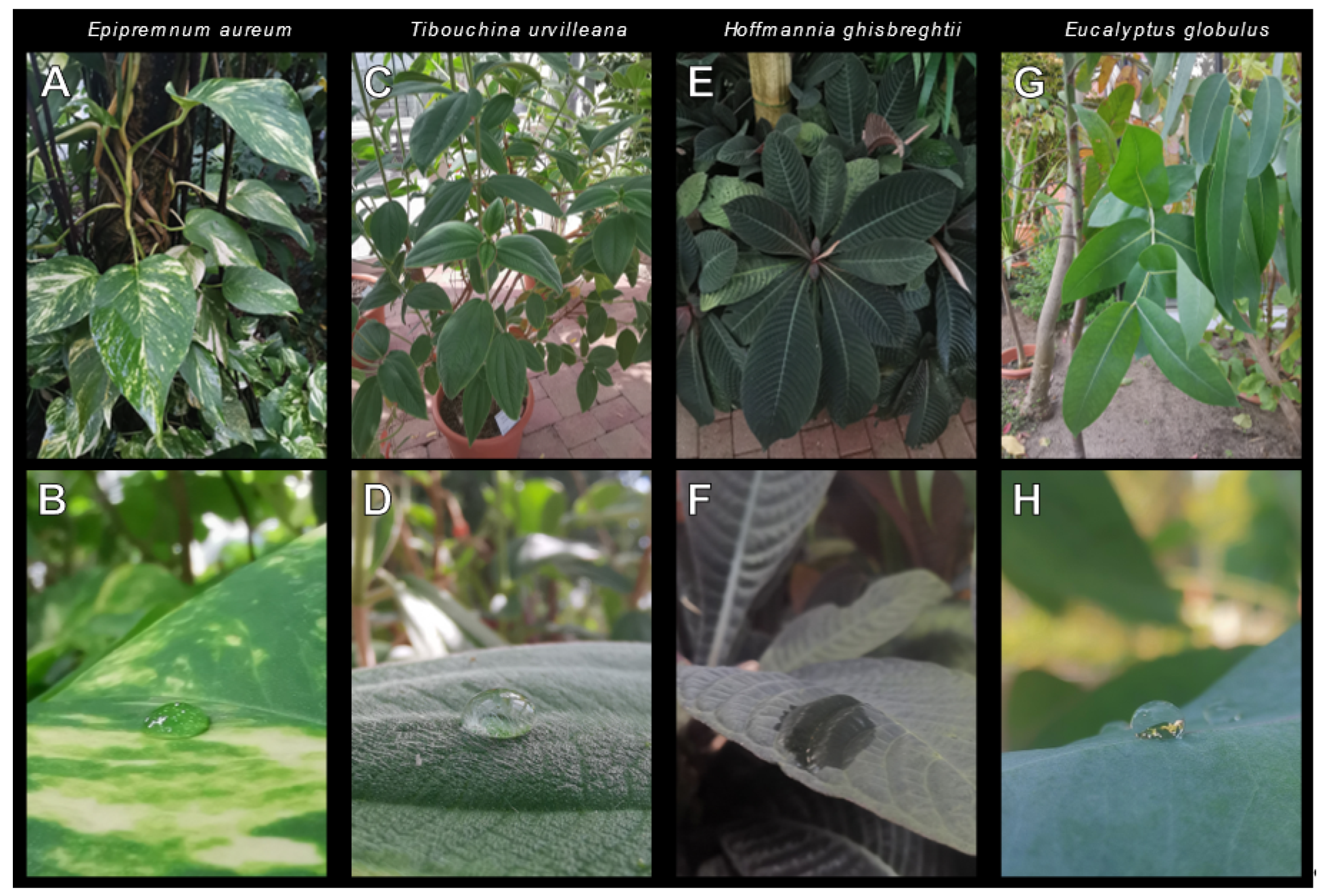 Insects 13 00952 g002 Insects 13 00952 g002