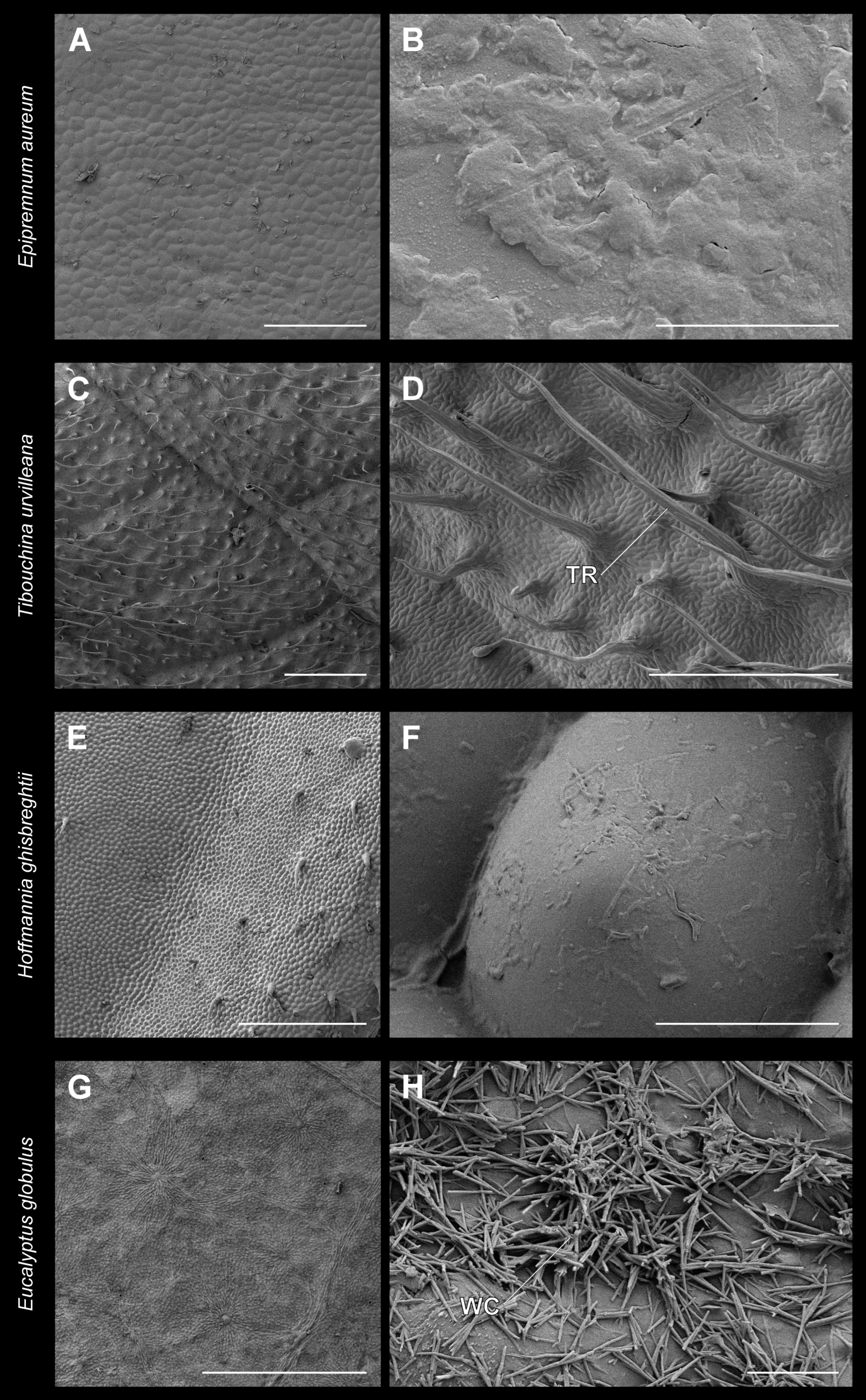 Insects 13 00952 g008 Insects 13 00952 g008