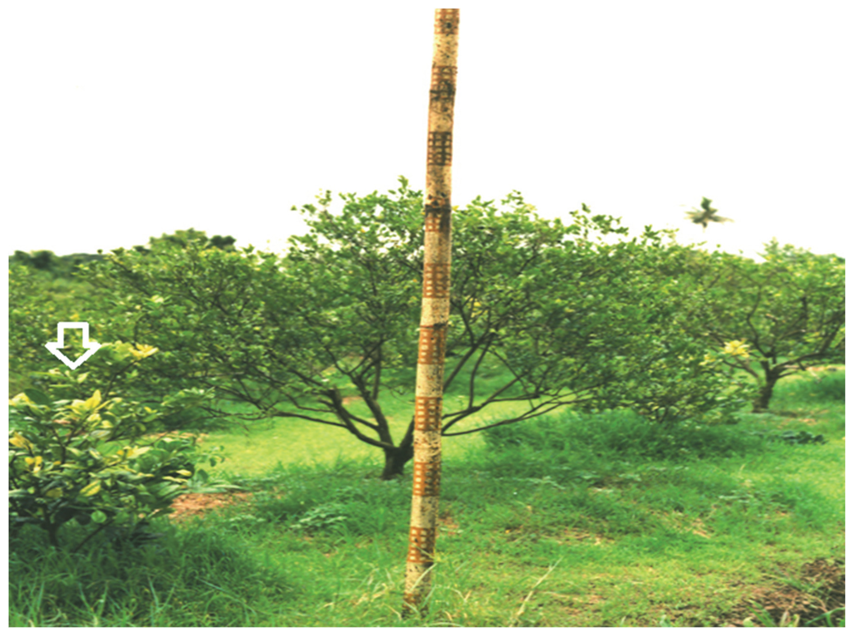 Insects 13 00960 g002 Insects 13 00960 g002