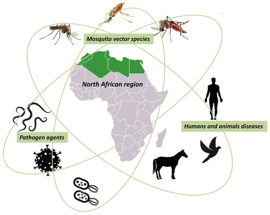 Insects Free Full-Text Mosquito Vectors (Diptera Culicidae) and Mosquito-Borne Diseases in North Africa image