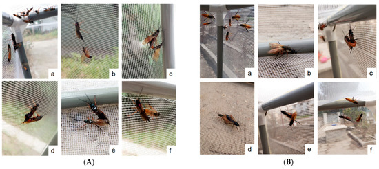 Mating Behavior and Identification of Male-Produced
