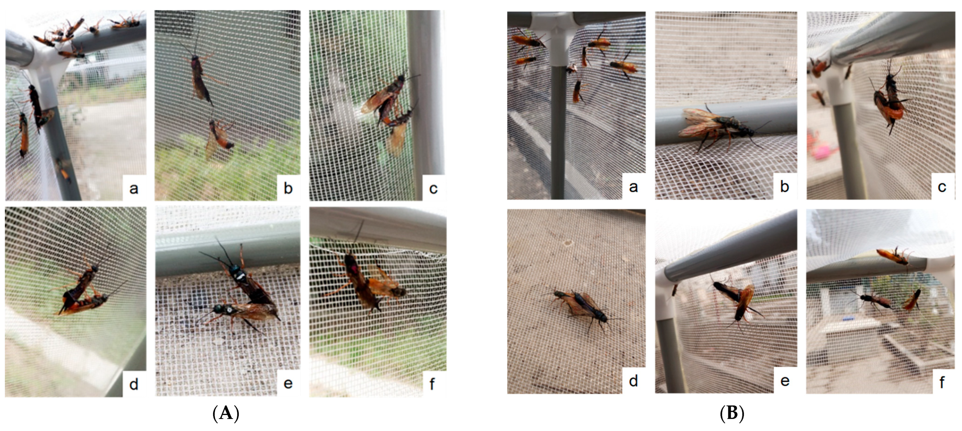 Insects 13 00966 g001