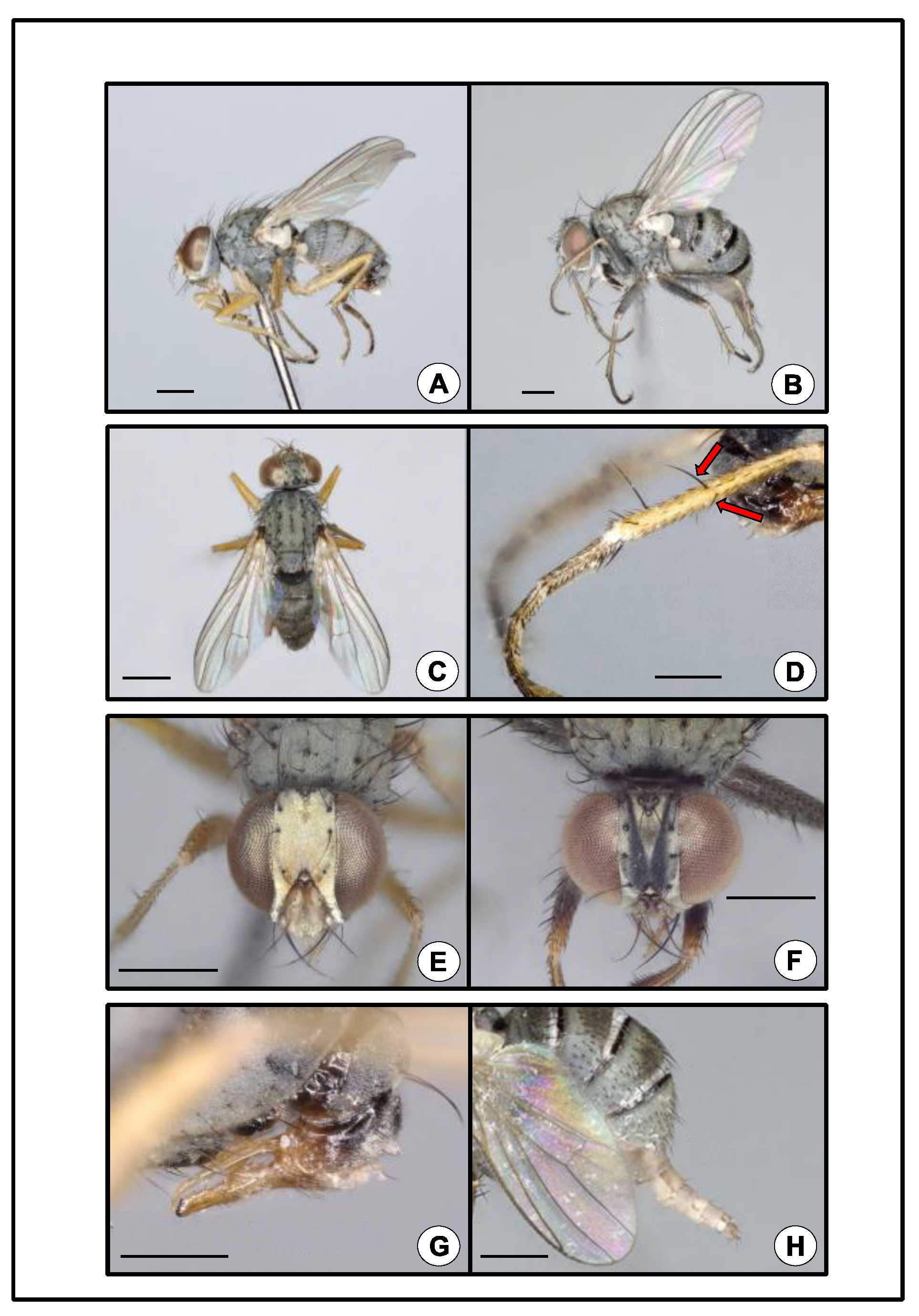 Insects 13 00970 g001