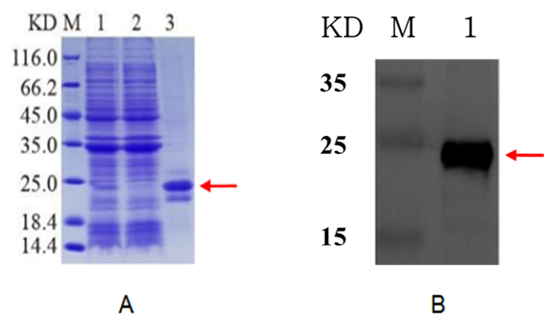 Insects 13 00975 g004