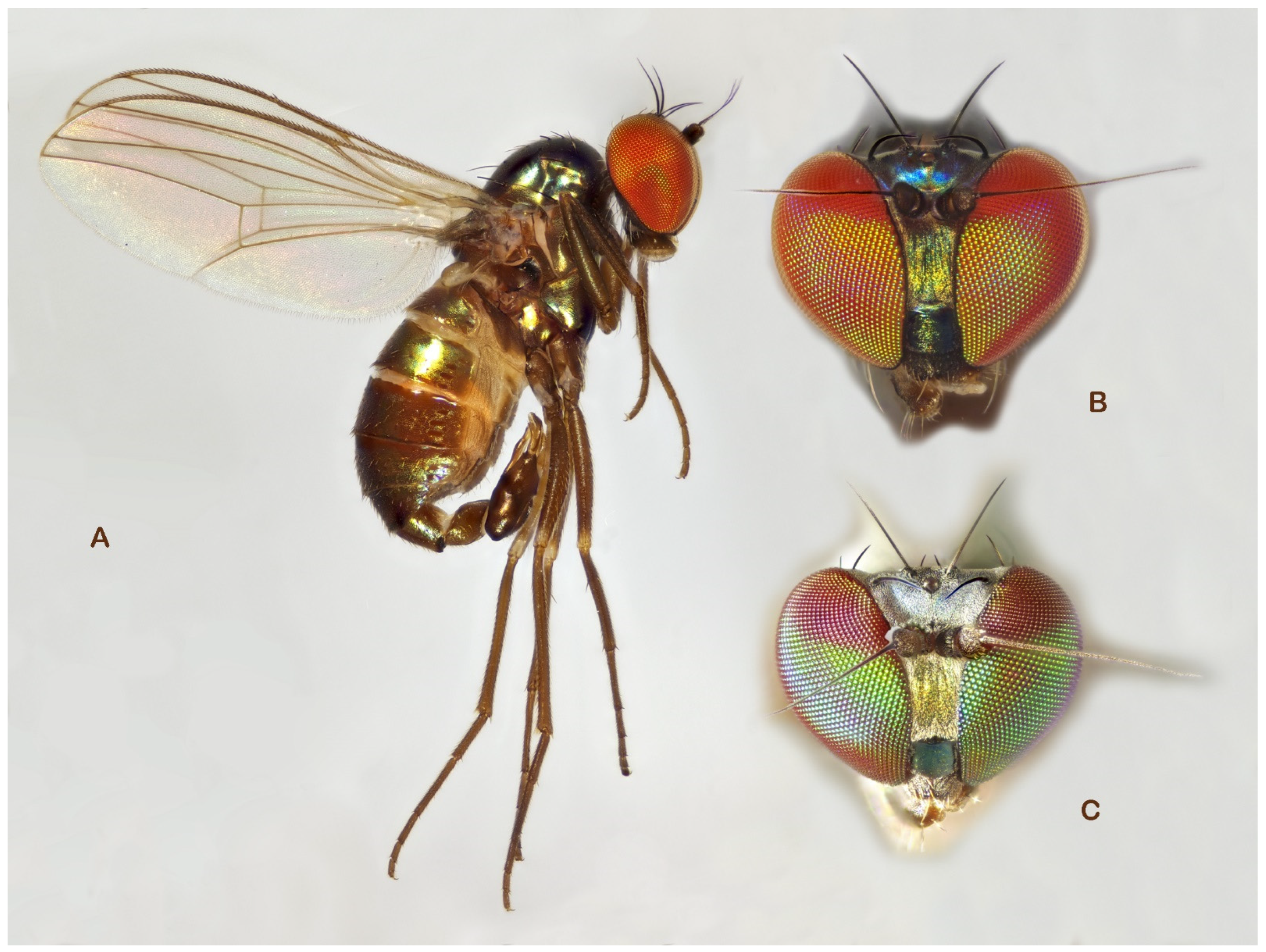 Insects 13 01012 g008