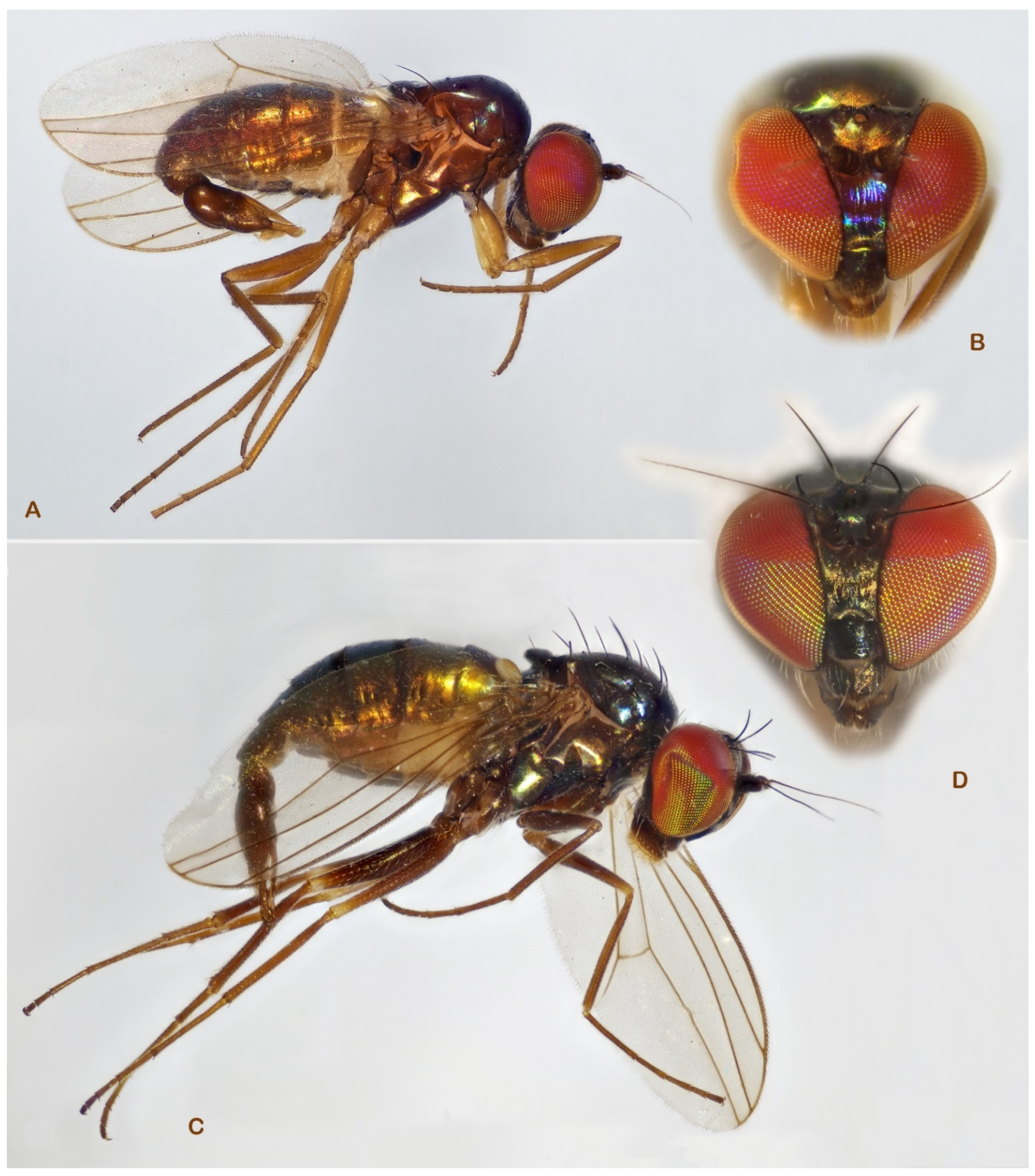 Insects 13 01012 g010