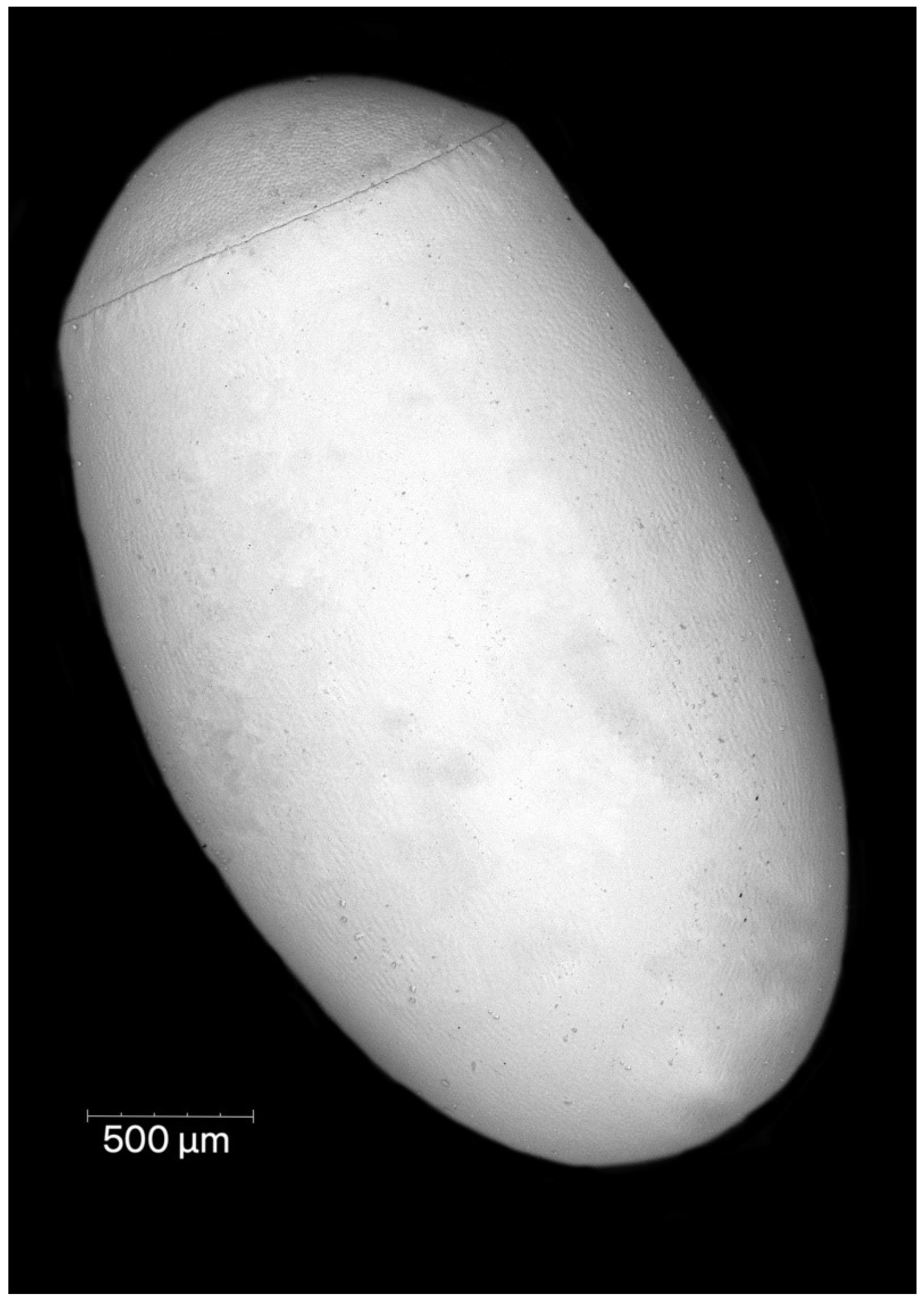 Insects 13 01014 g001