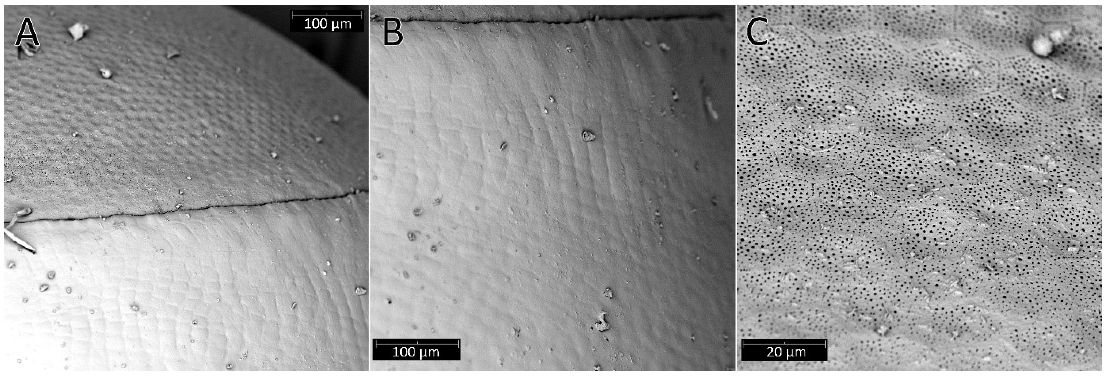 Insects 13 01014 g002