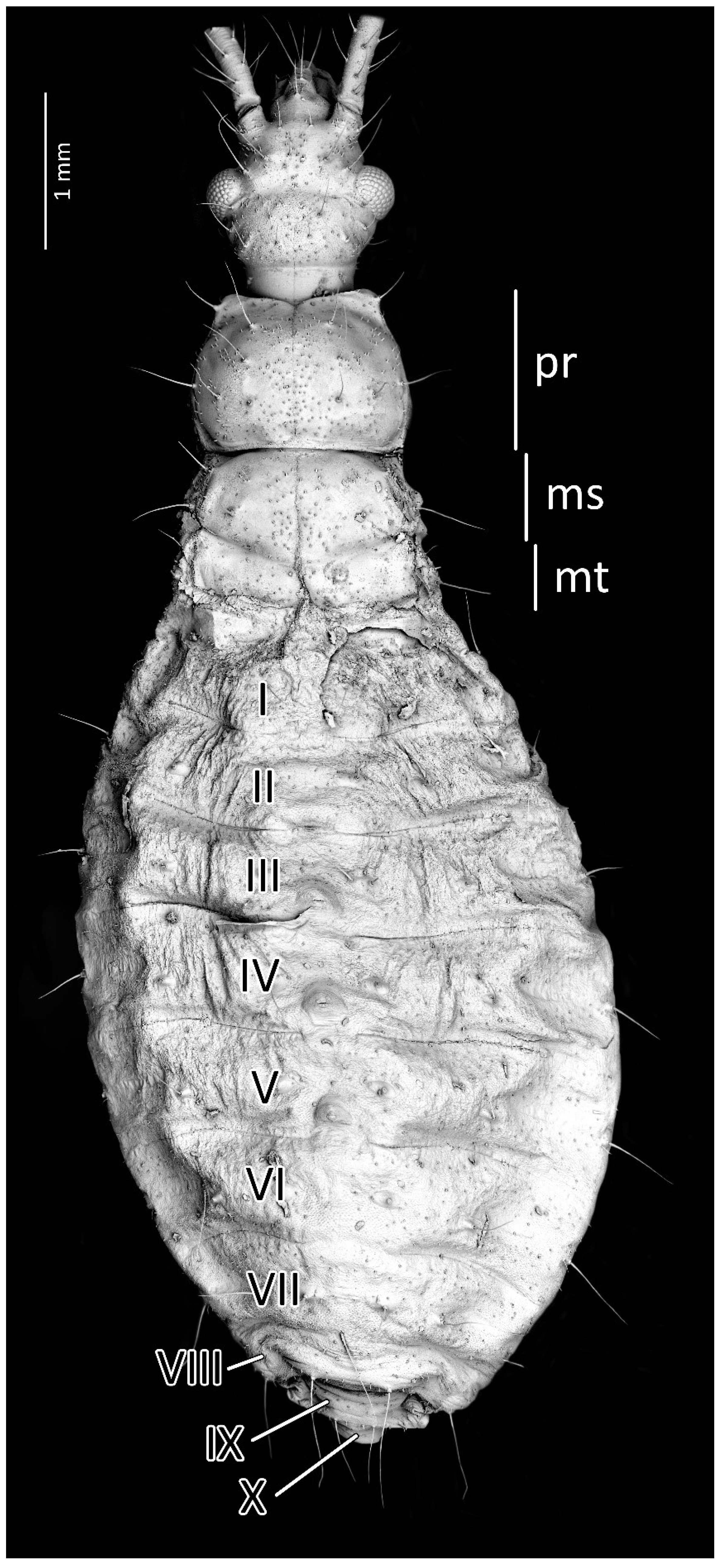 Insects 13 01014 g004