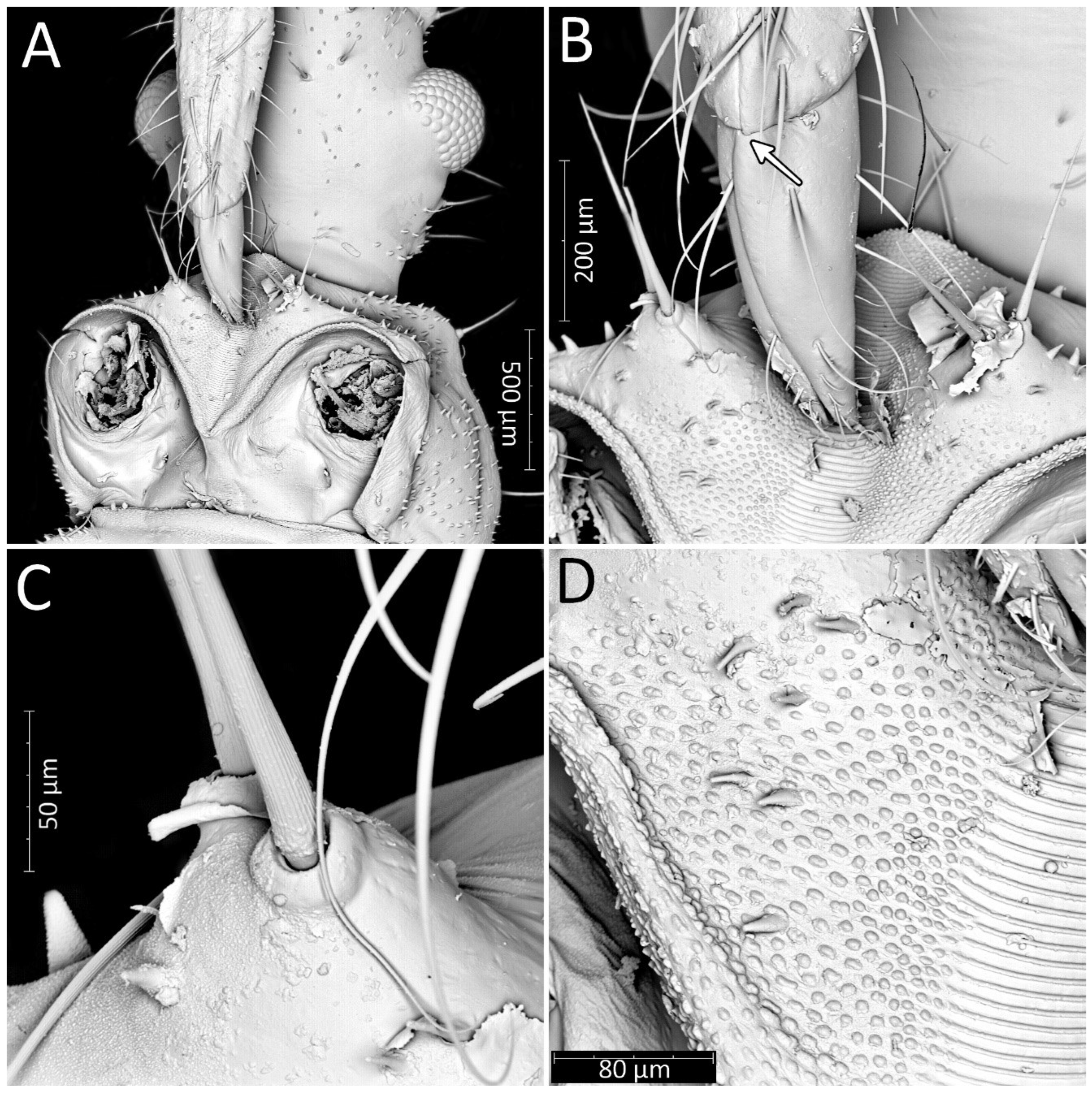 Insects 13 01014 g005