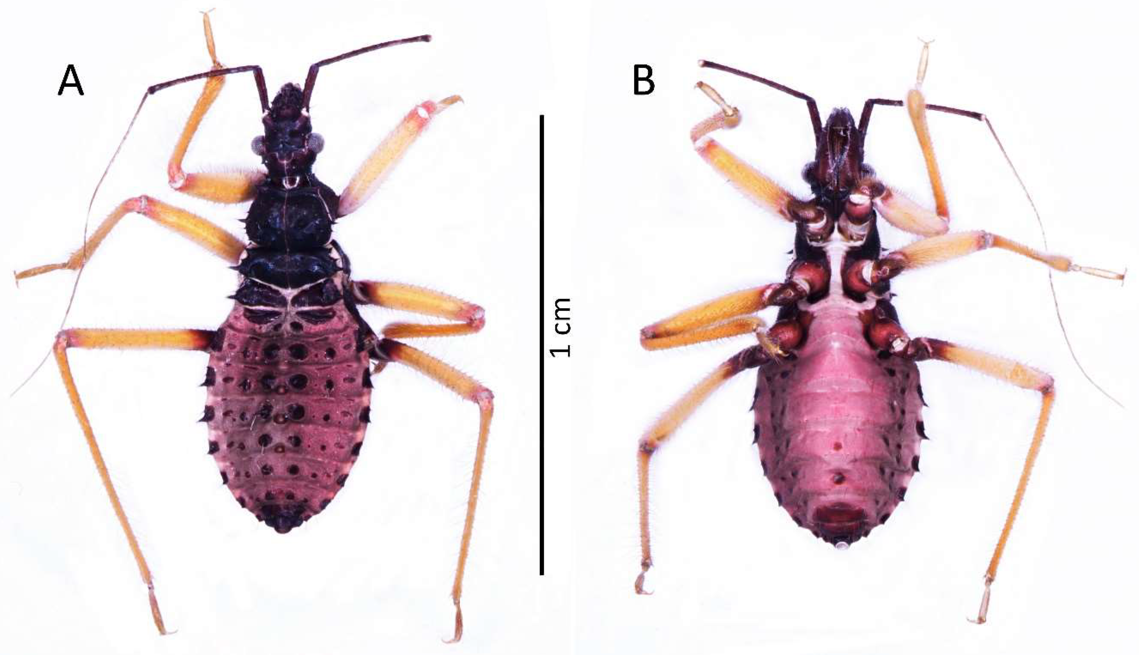 Insects 13 01014 g007