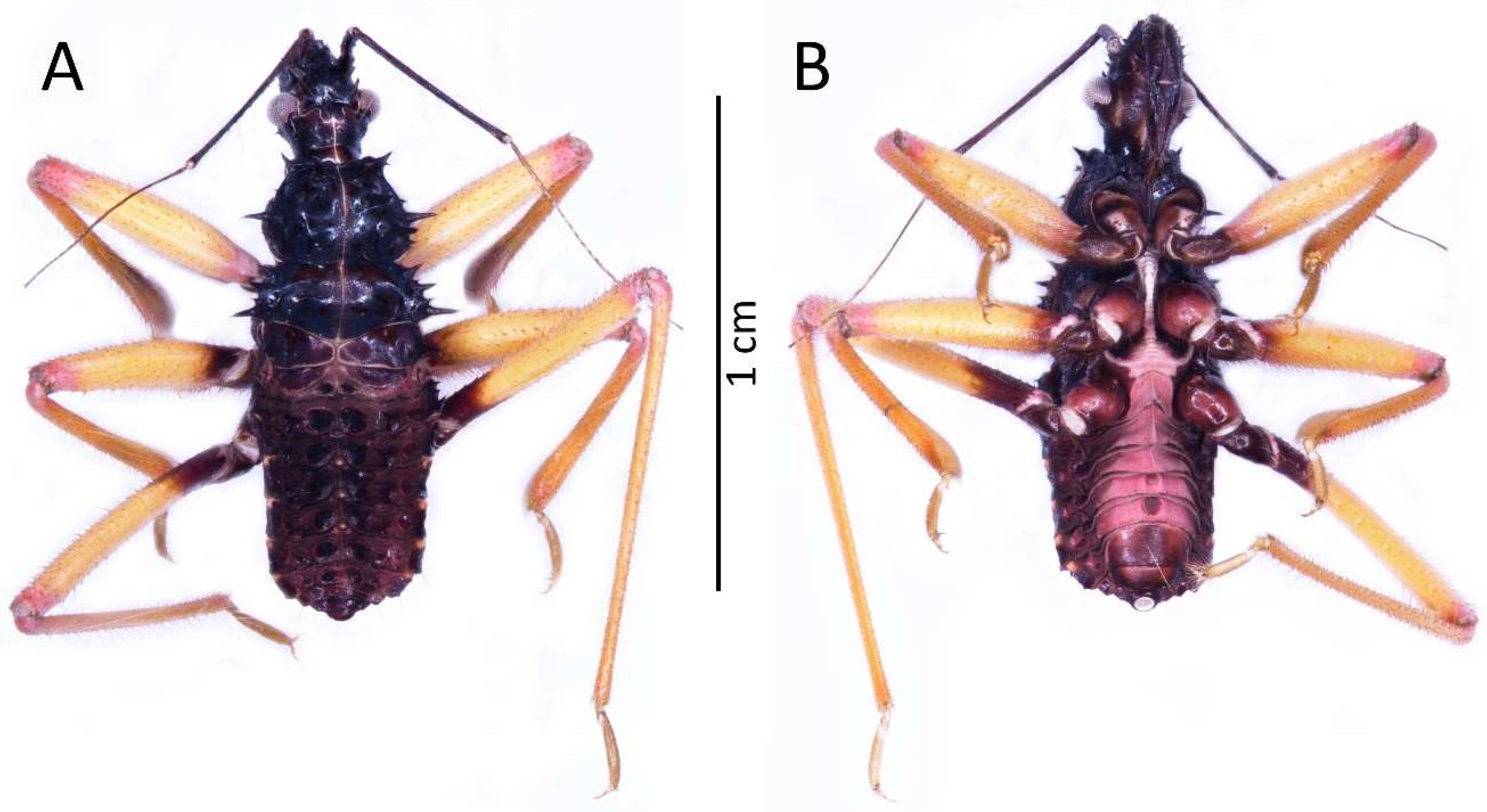 Insects 13 01014 g009