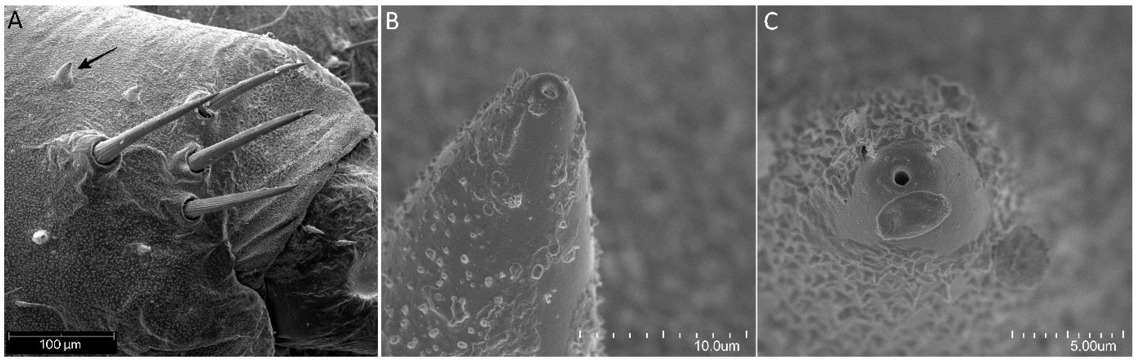 Insects 13 01014 g017