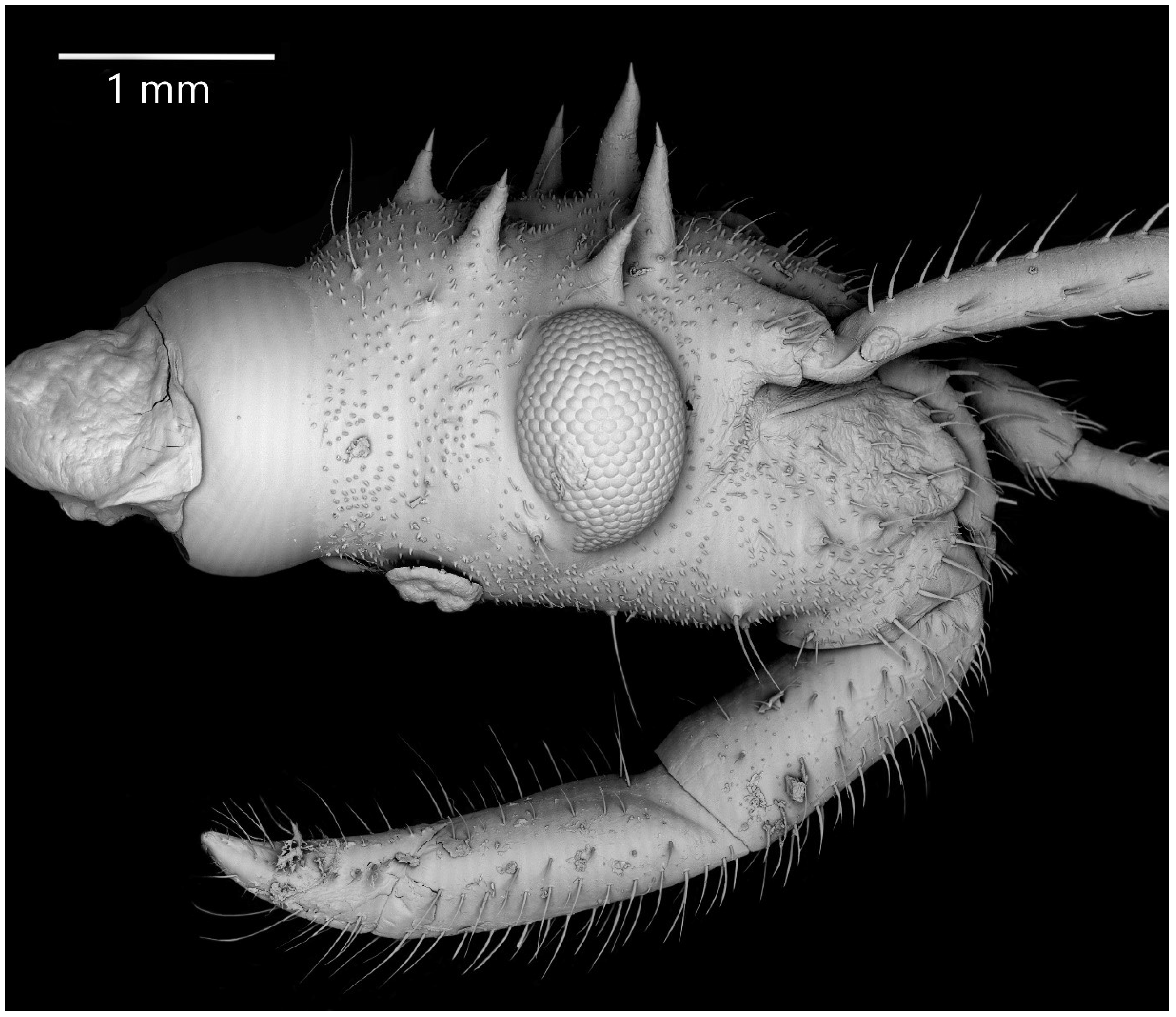 Insects 13 01014 g020