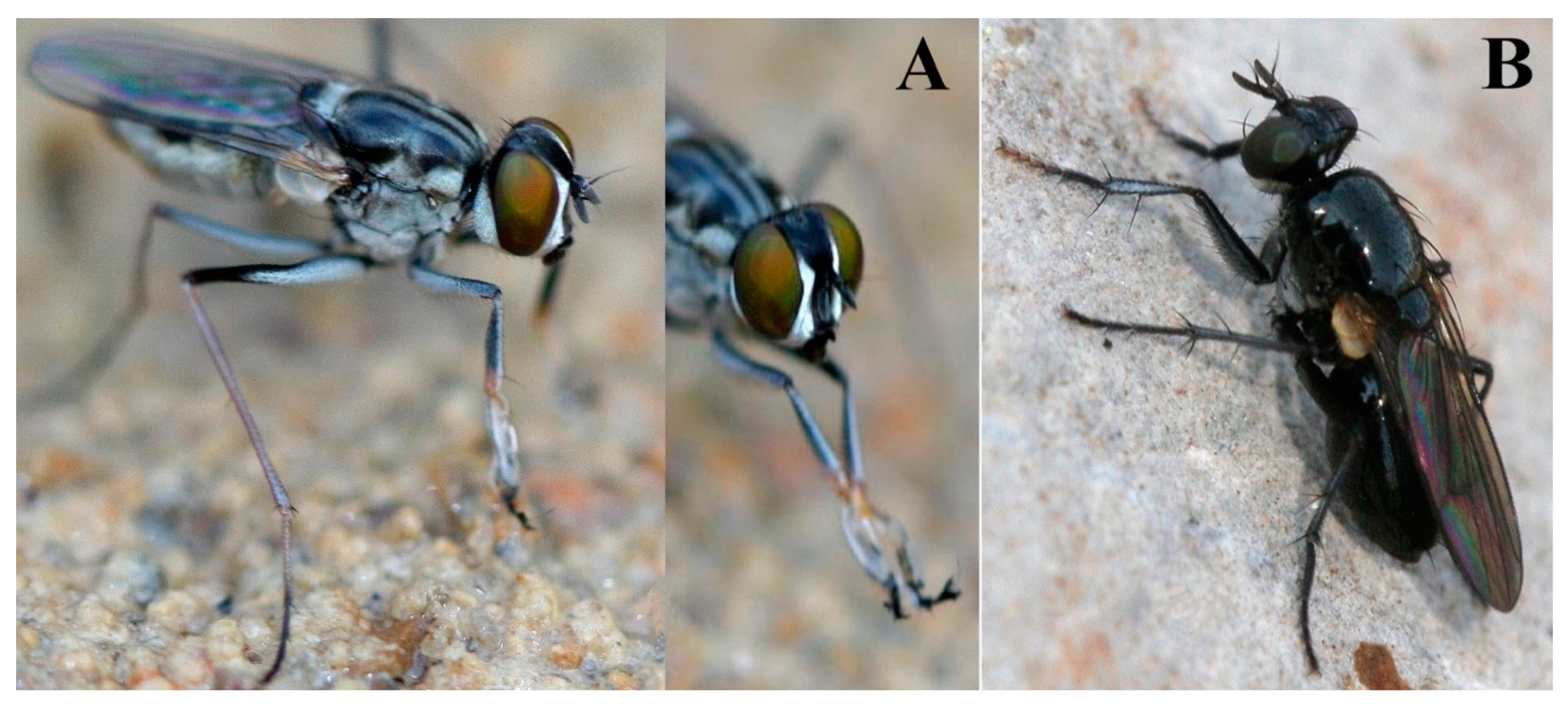 Insects 13 01015 g003 Insects 13 01015 g003
