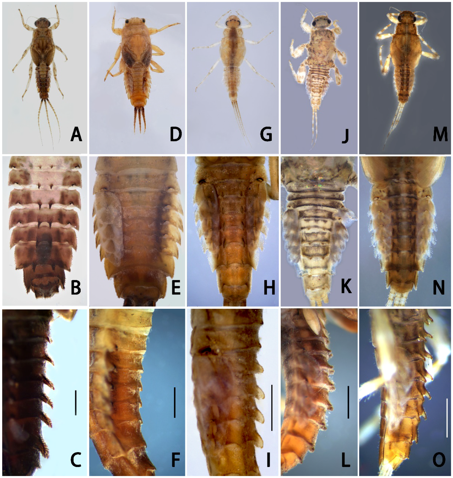 Insects 13 01019 g001