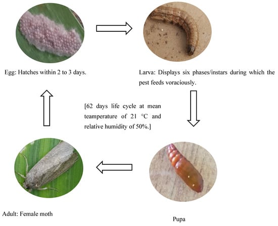 Insects | Free Full-Text | Fall Armyworm Infestation and Development ...