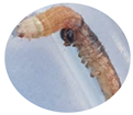 Insects 13 01020 i012