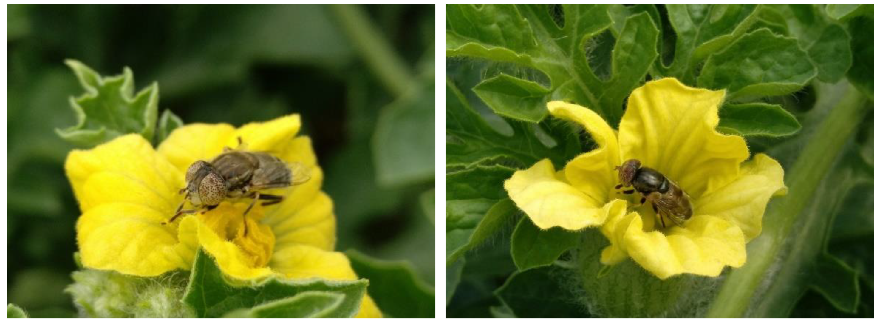 Insects 13 01021 g003