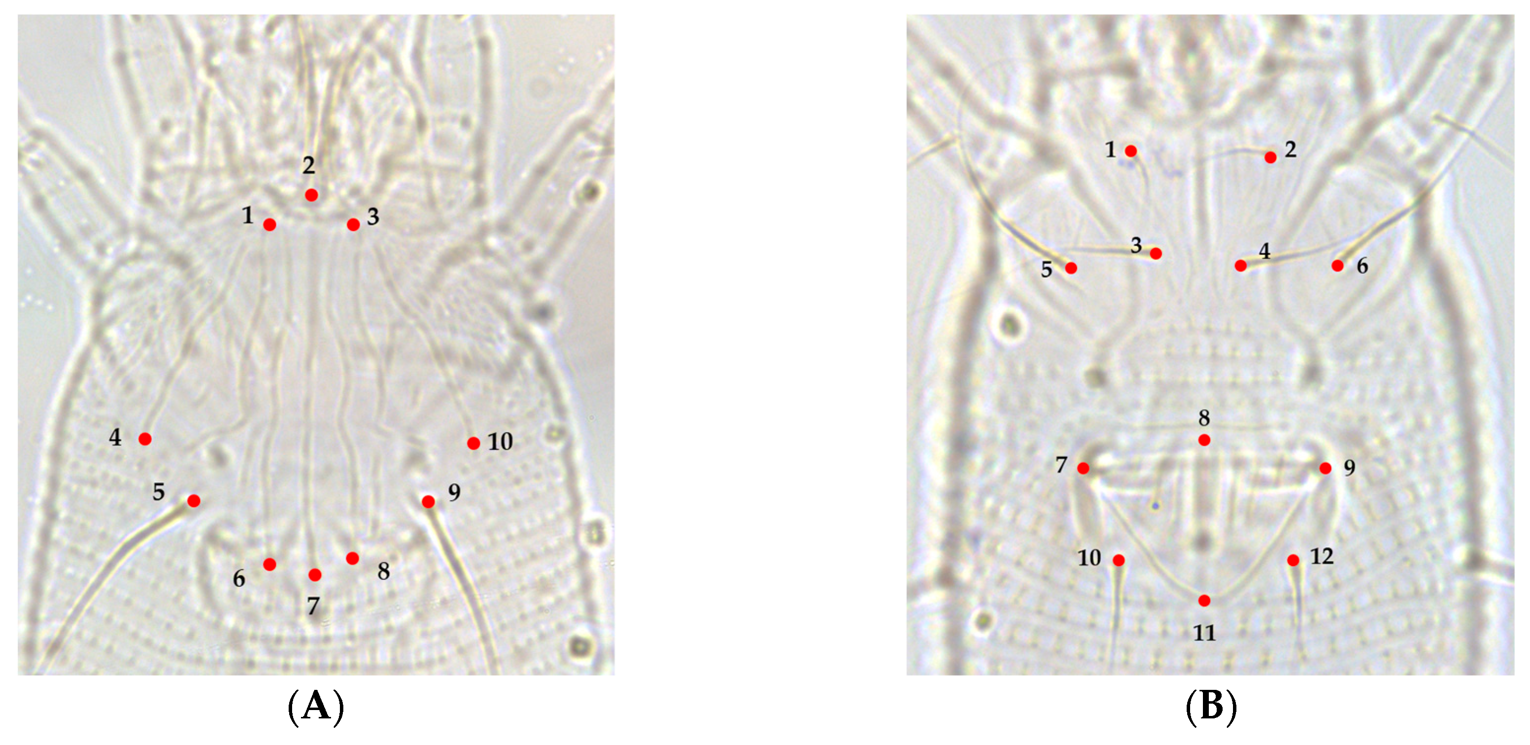 Insects 13 01022 g002 Insects 13 01022 g002