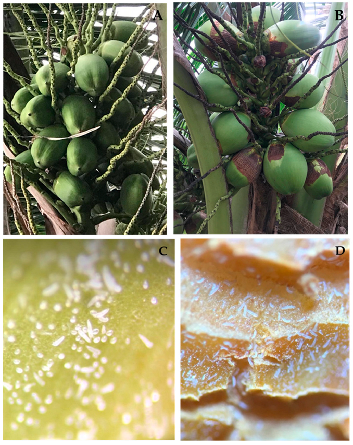 Insects 13 01022 g004 Insects 13 01022 g004