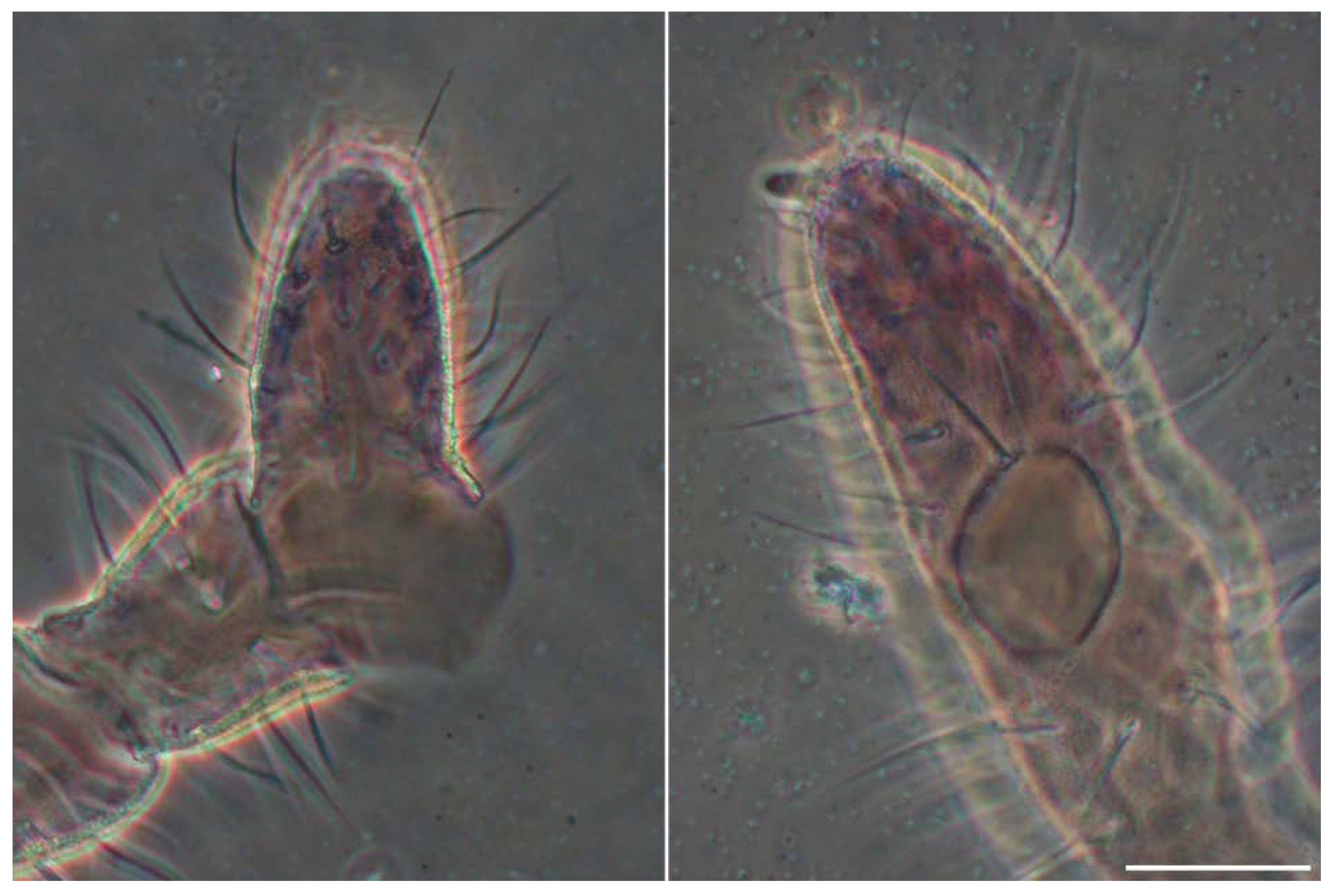 Insects 13 01025 g003