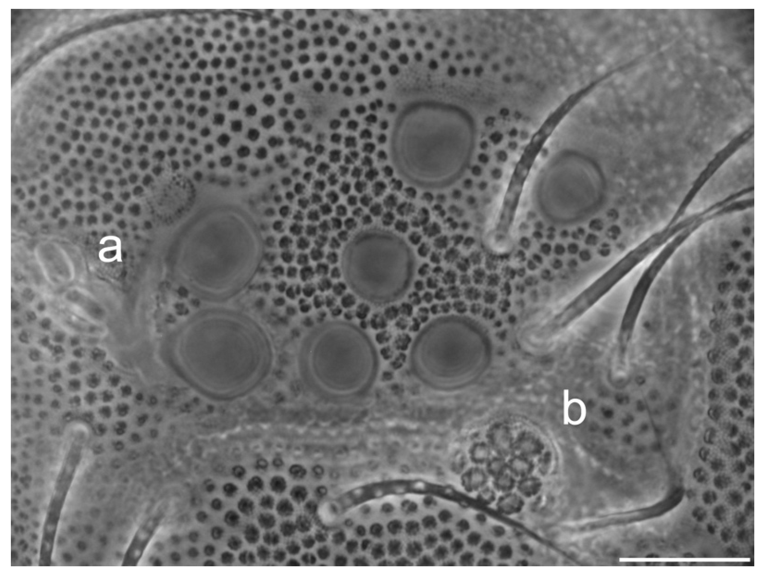 Insects 13 01025 g004
