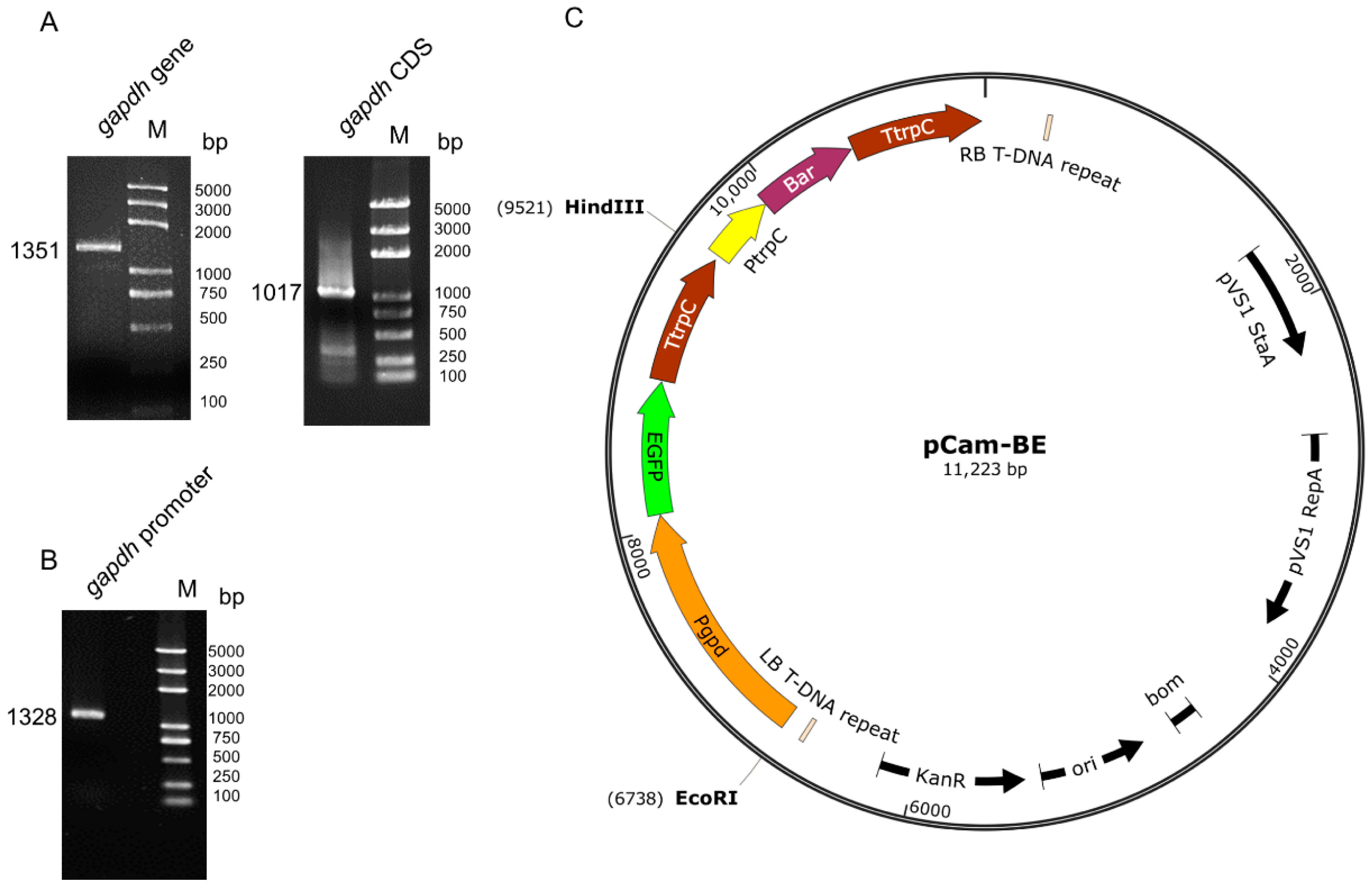 Insects 13 01039 g001
