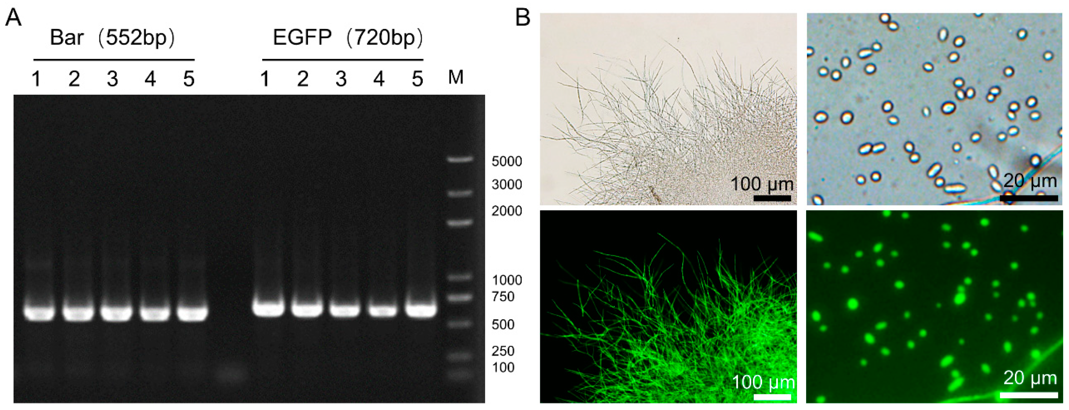 Insects 13 01039 g002