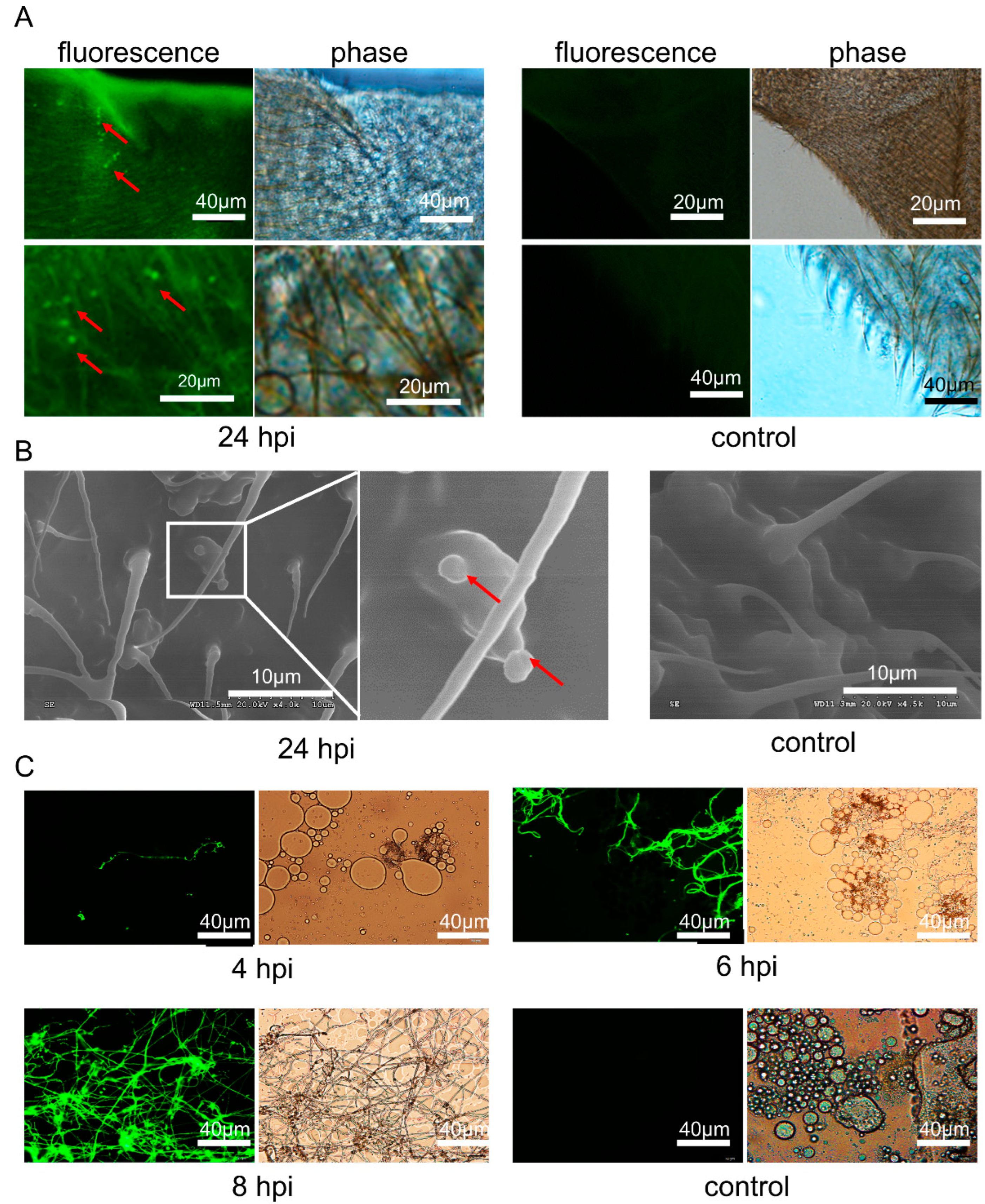 Insects 13 01039 g003