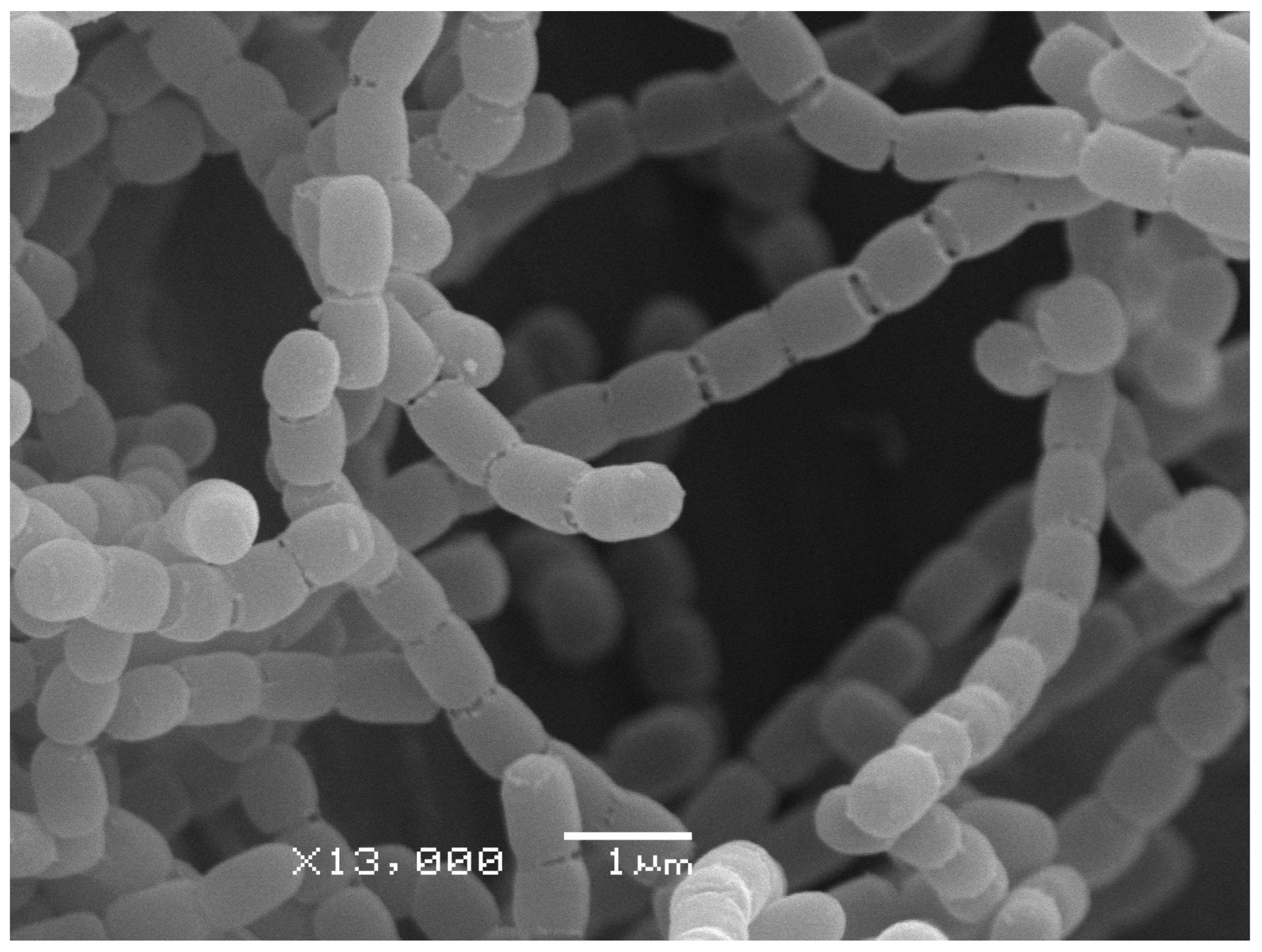 Insects 13 01042 g002