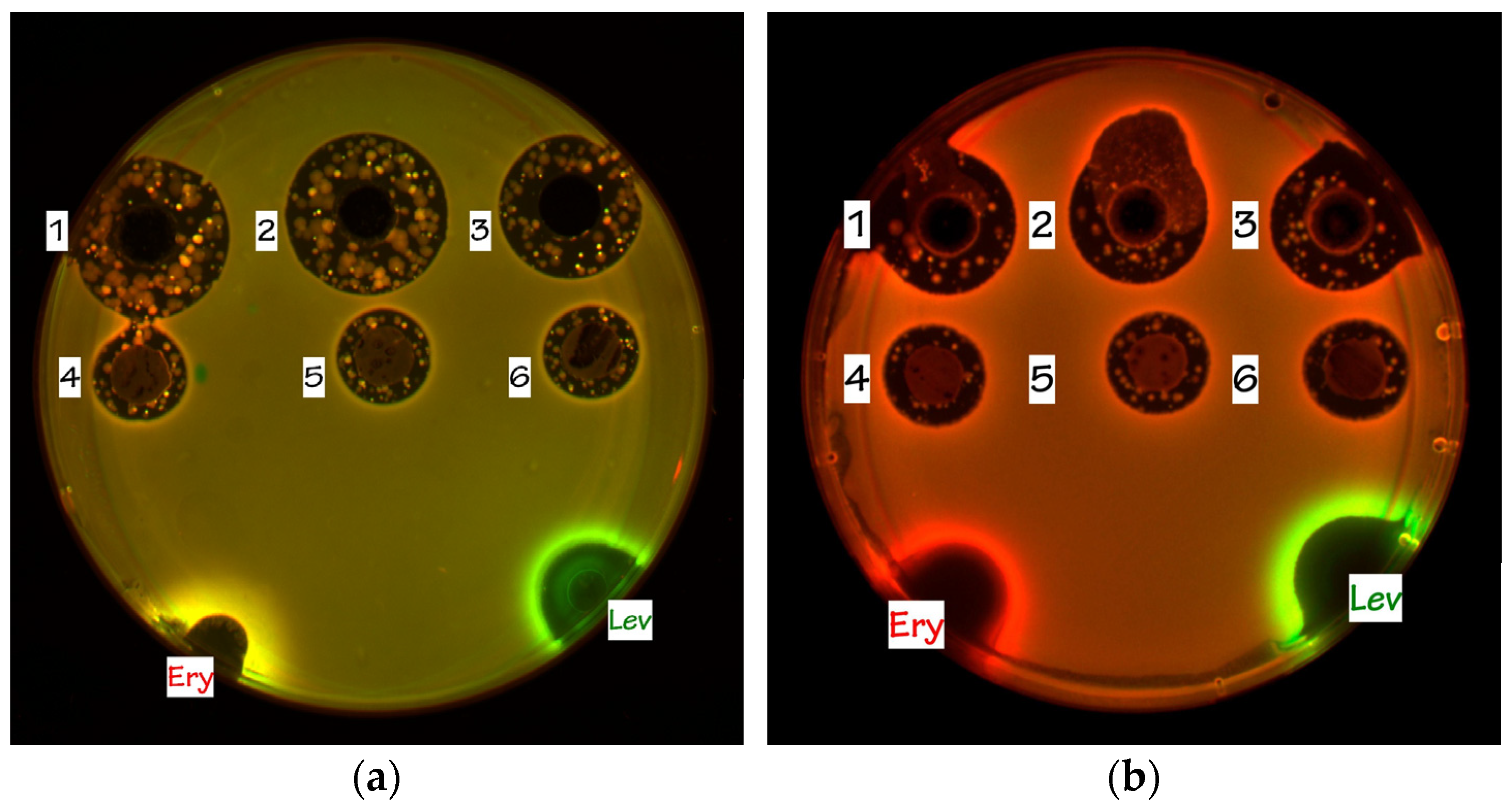 Insects 13 01042 g004
