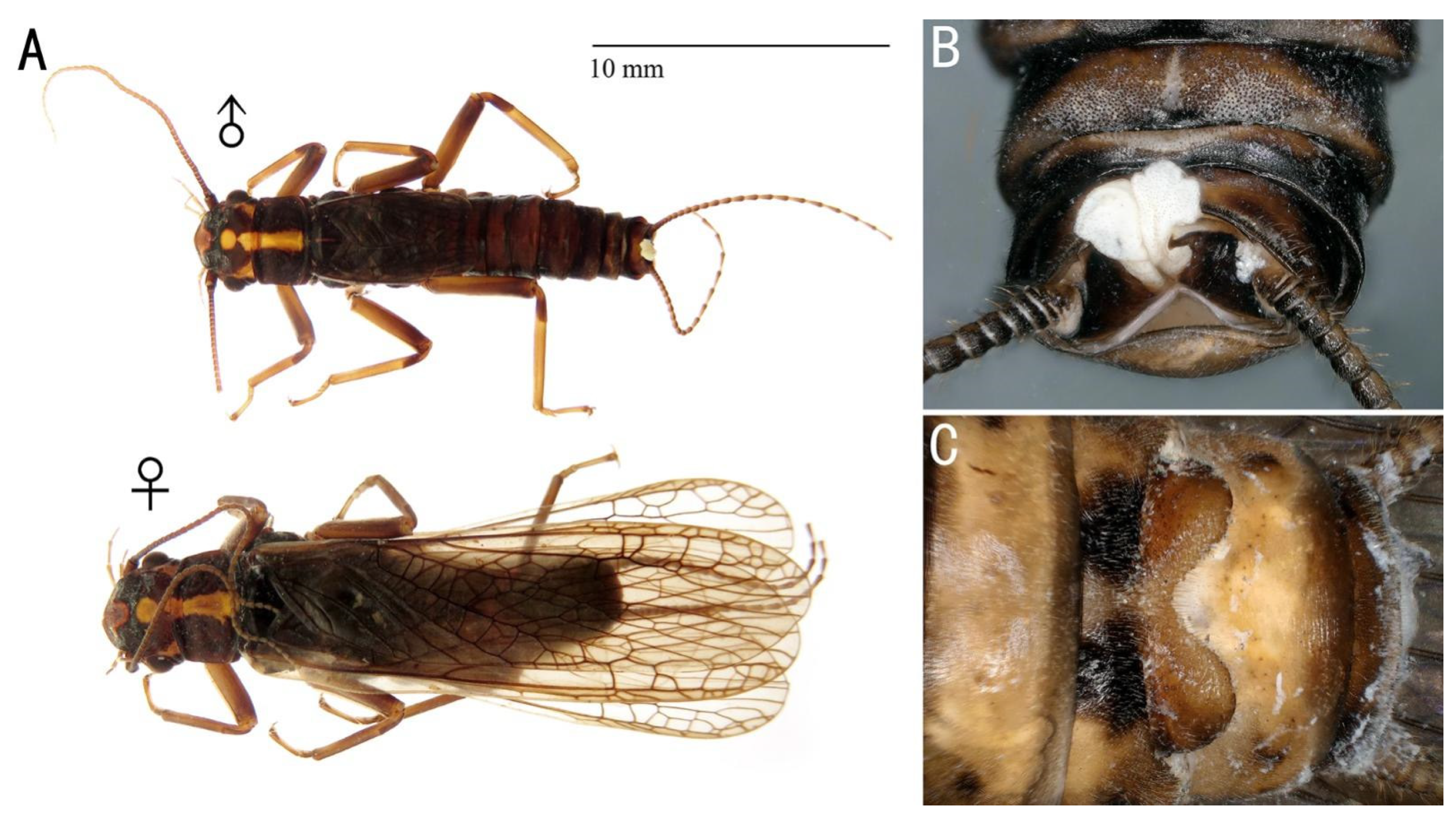 Insects 13 01044 g003 Insects 13 01044 g003