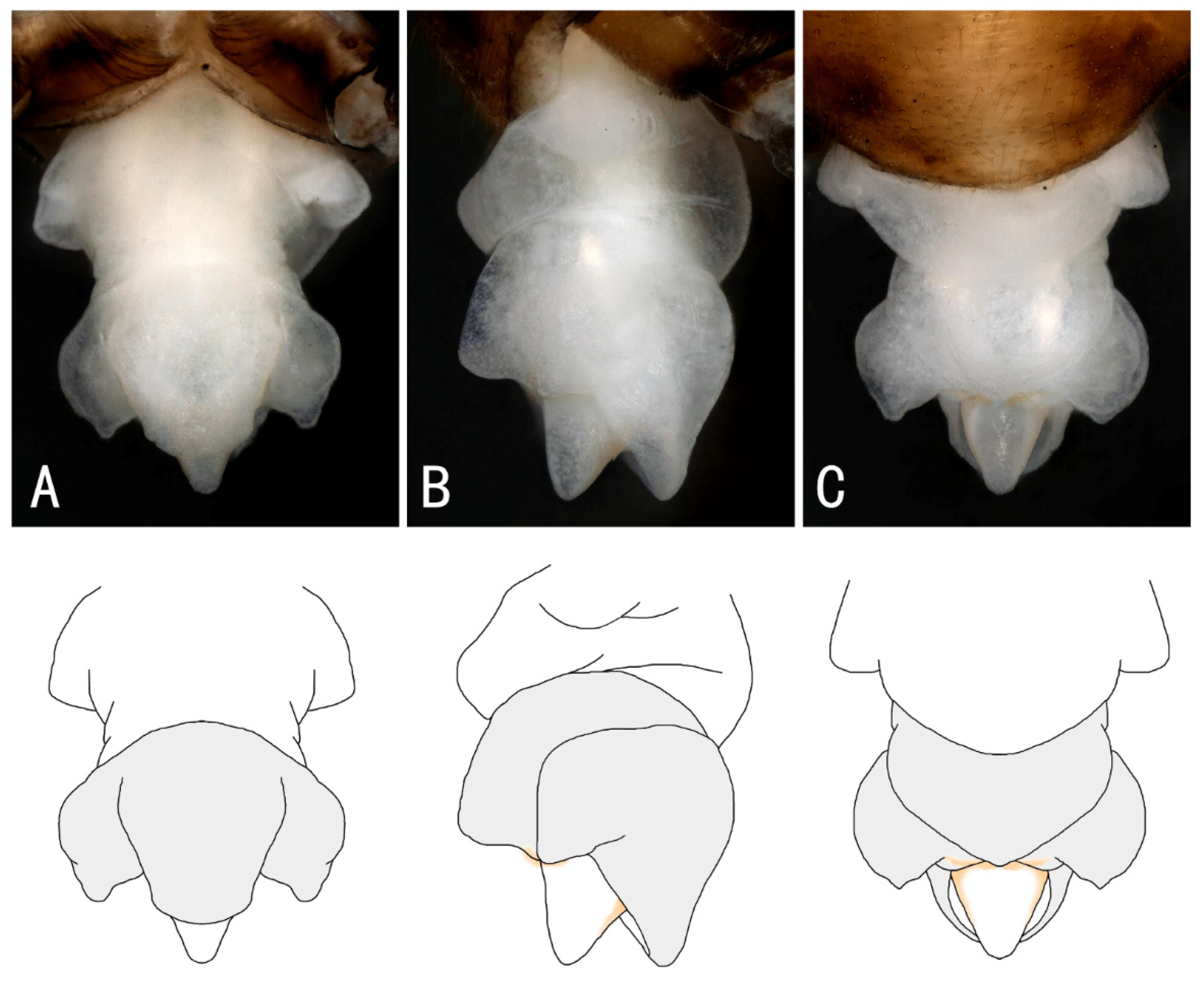 Insects 13 01044 g004 Insects 13 01044 g004