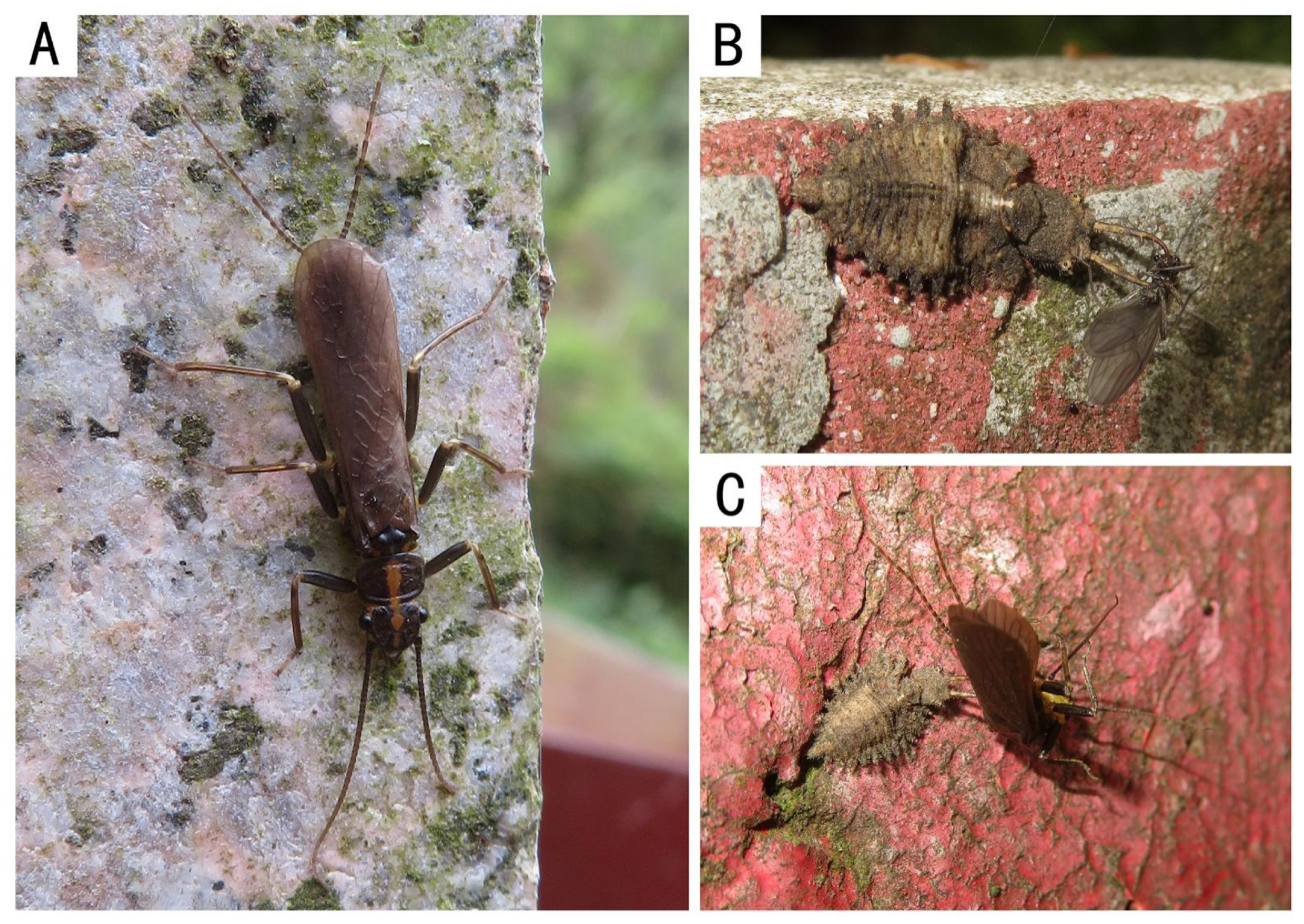 Insects 13 01044 g006 Insects 13 01044 g006